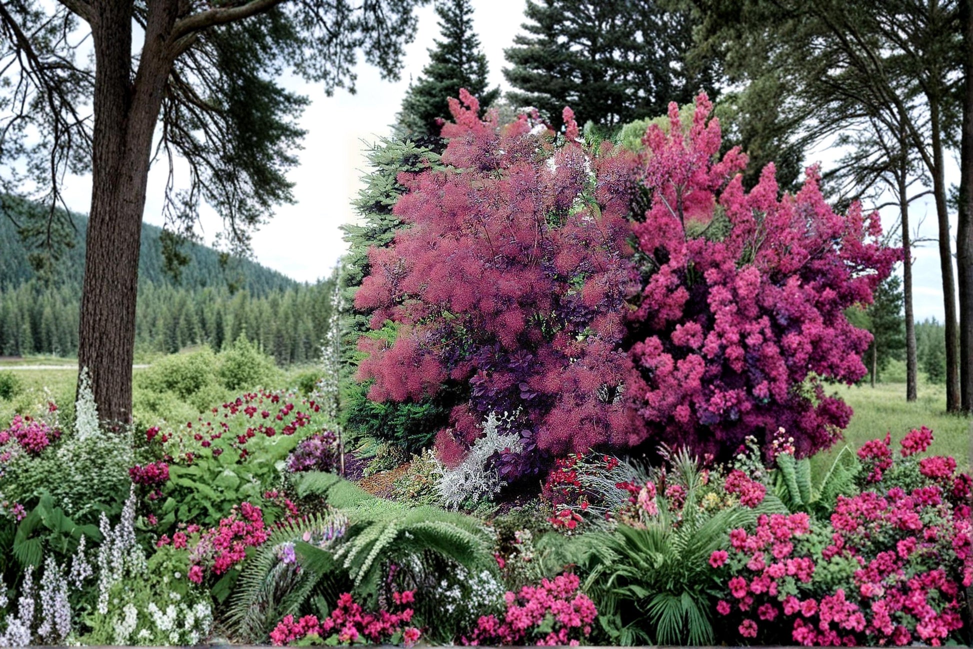 Blue Leaf Mimosa Seeds – Acacia baileyana purpurea, Evergreen Tree, Drought Tolerant, Garden & Landscape Plant