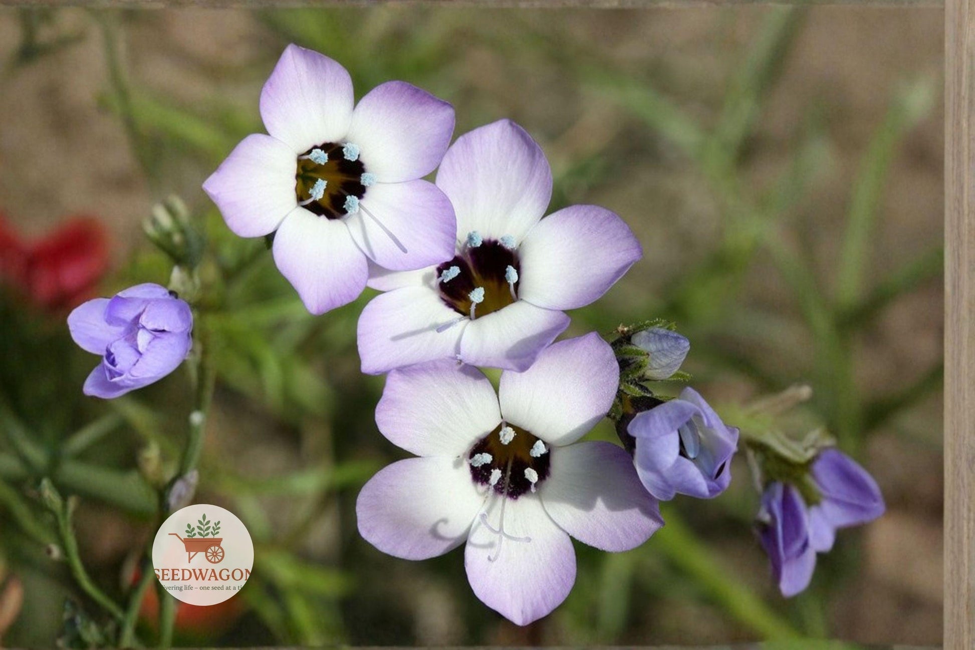 bird's eyes wildflower seeds, Gilia tricolor seeds, annual garden flower, pollinator attracting seeds, cottage garden wildflower, meadow planting seeds, blue purple flower seeds, fragrant wildflower seeds, drought tolerant seeds, container garden seeds, native California wildflower, spring summer bloom seeds, easy grow wildflower