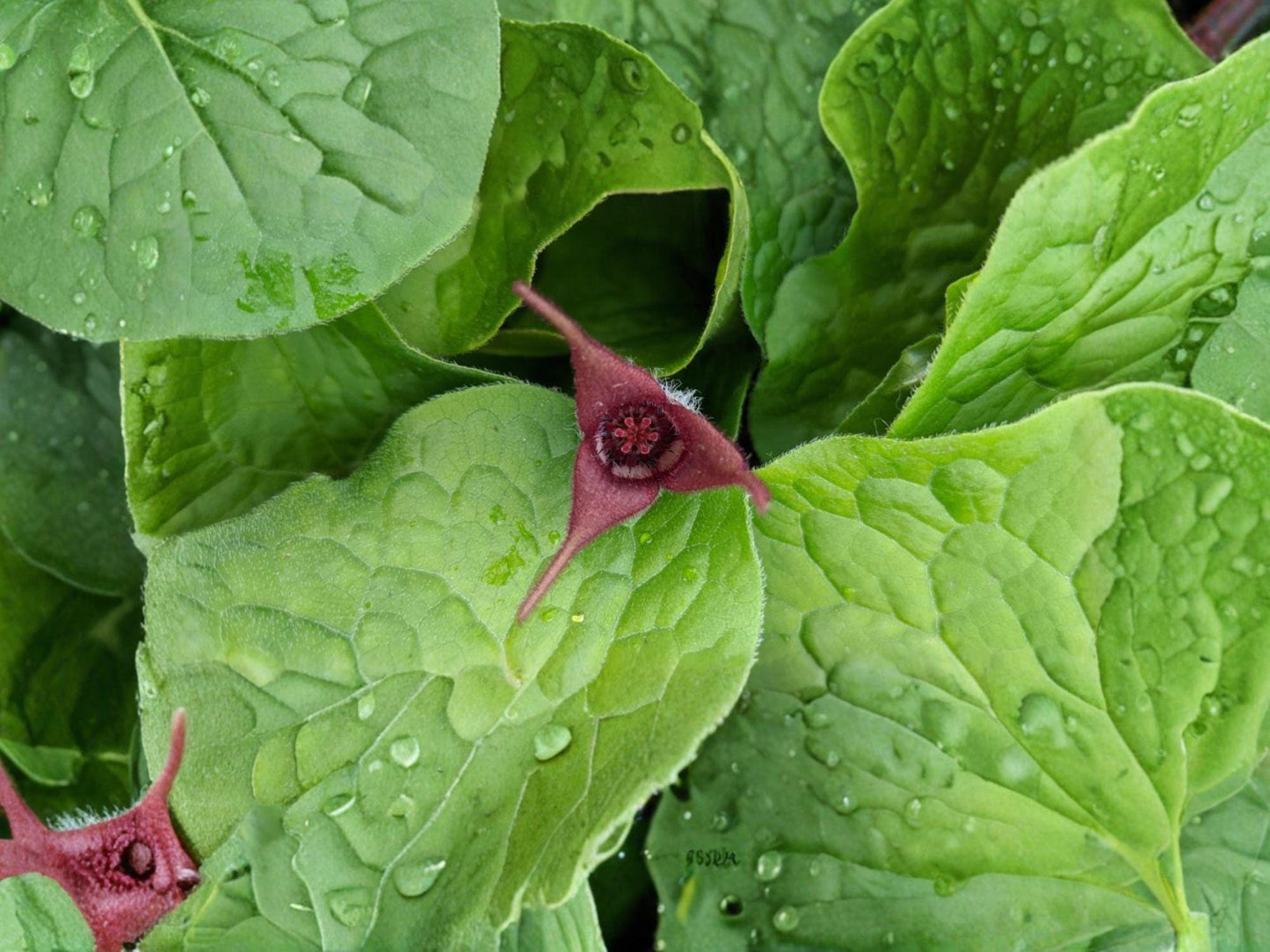 Wild Ginger Seeds | Asarum canadense | Woodland Groundcover Plant for Shade Gardens