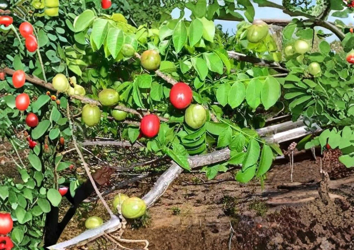 Spanish Plum Live Fruit Tree – 3–4 Feet Tall – Spondias purpurea Tropical Edible Landscape Plant