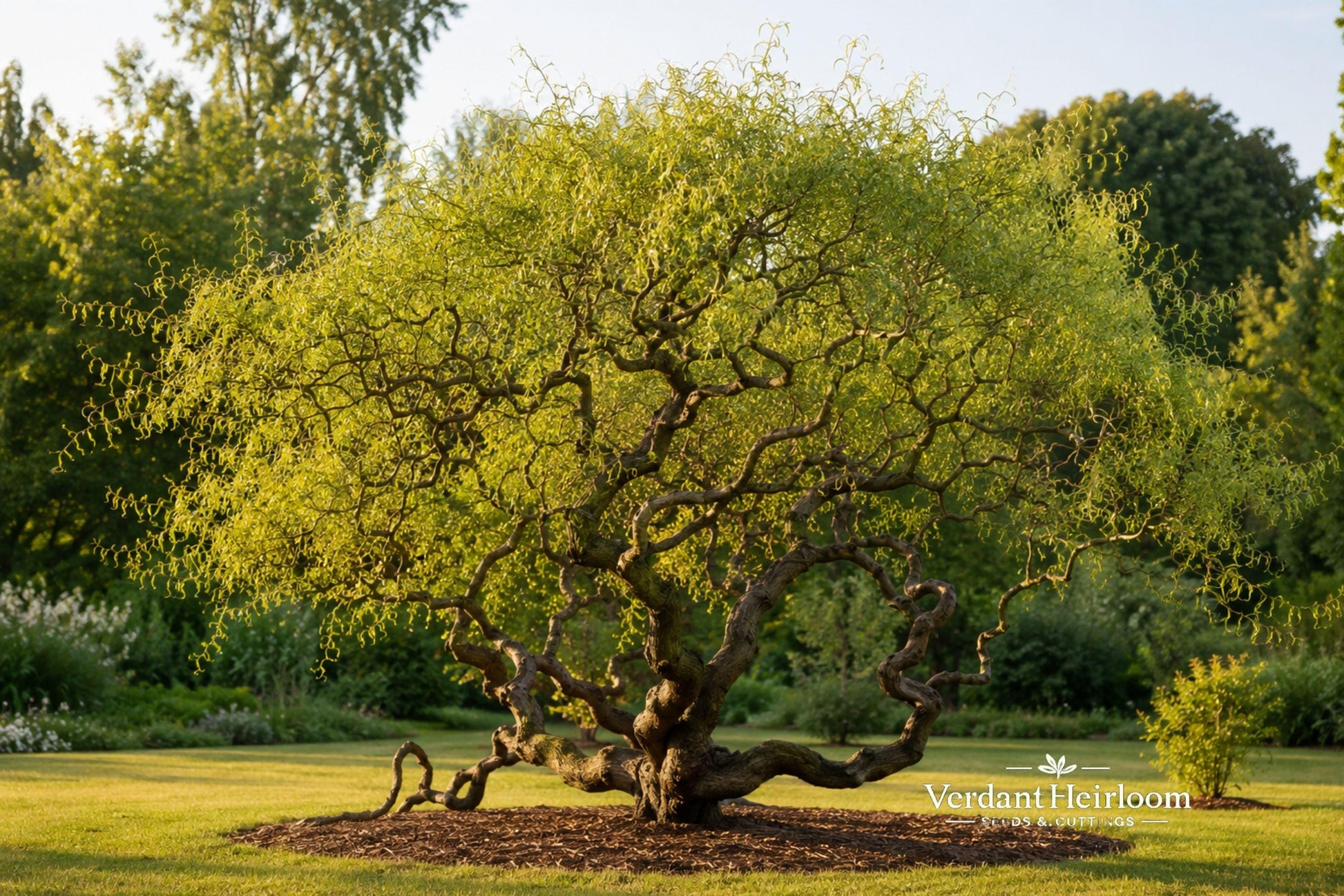 Corkscrew Willow Unrooted Tree Cuttings – Salix matsudana – Ornamental Twisted Branches for Garden Landscaping