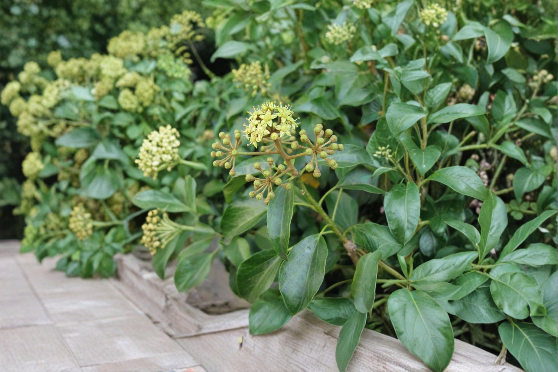 Japanese Ivy Seeds – Hedera rhombea Climbing Vine for Walls & Ground Cover, 50 Seeds