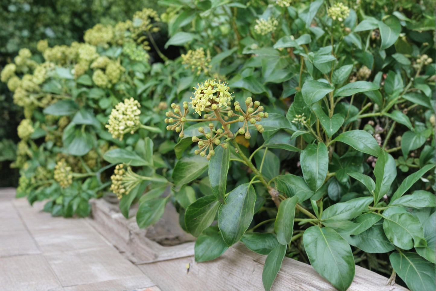 Japanese Ivy Seeds – Hedera rhombea Climbing Vine for Garden, Wall Cover, Ground Cover, 50 Seeds
