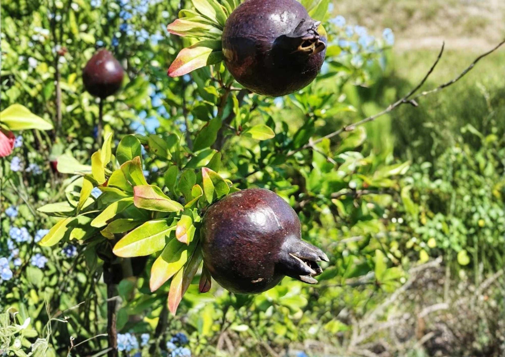 Black Pomegranate Live Fruit Tree – Punica granatum – Edible Backyard Orchard, Container Growing, 10–24 Inches Tall