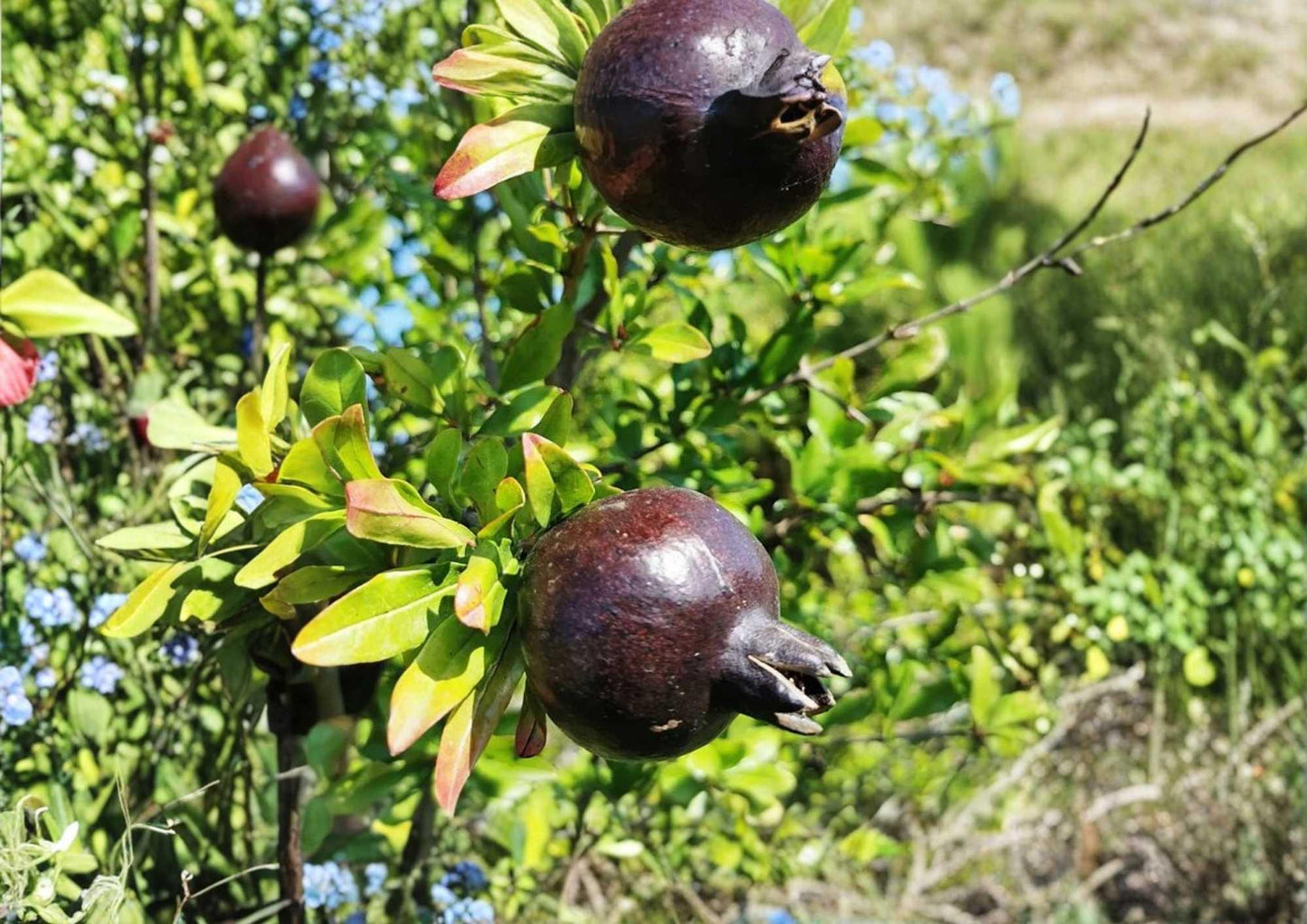 Black Pomegranate Live Fruit Tree – Punica granatum – 10–24 Inches Tall, Edible Landscape, Backyard Orchard, Warm Climate Plant