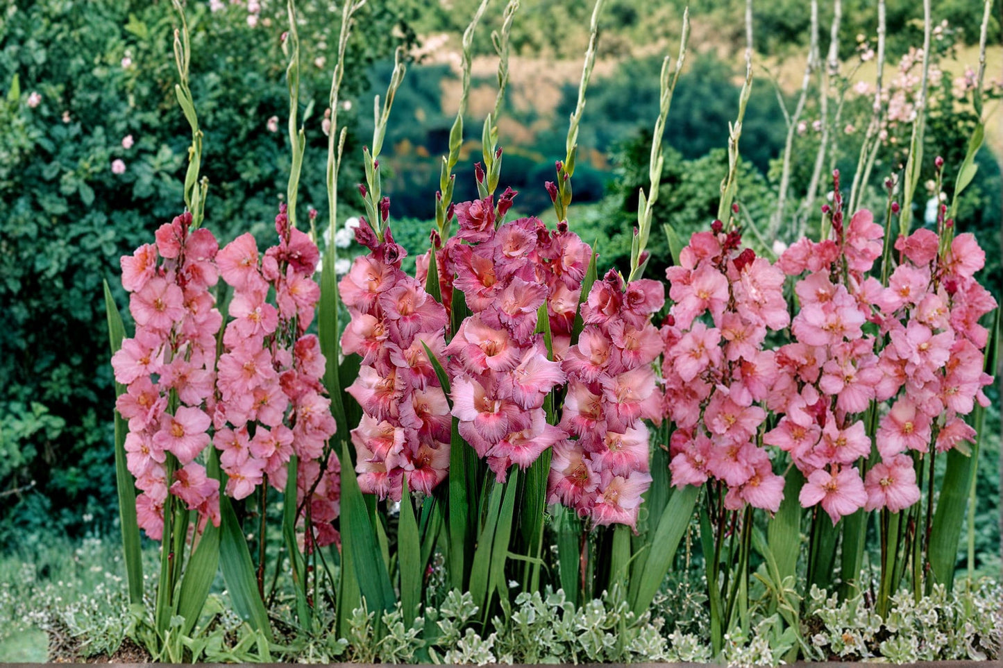 Gladiolus Bulbs 6 Pack – Flowering Garden Bulbs for Borders & Beds – Gladiolus spp.