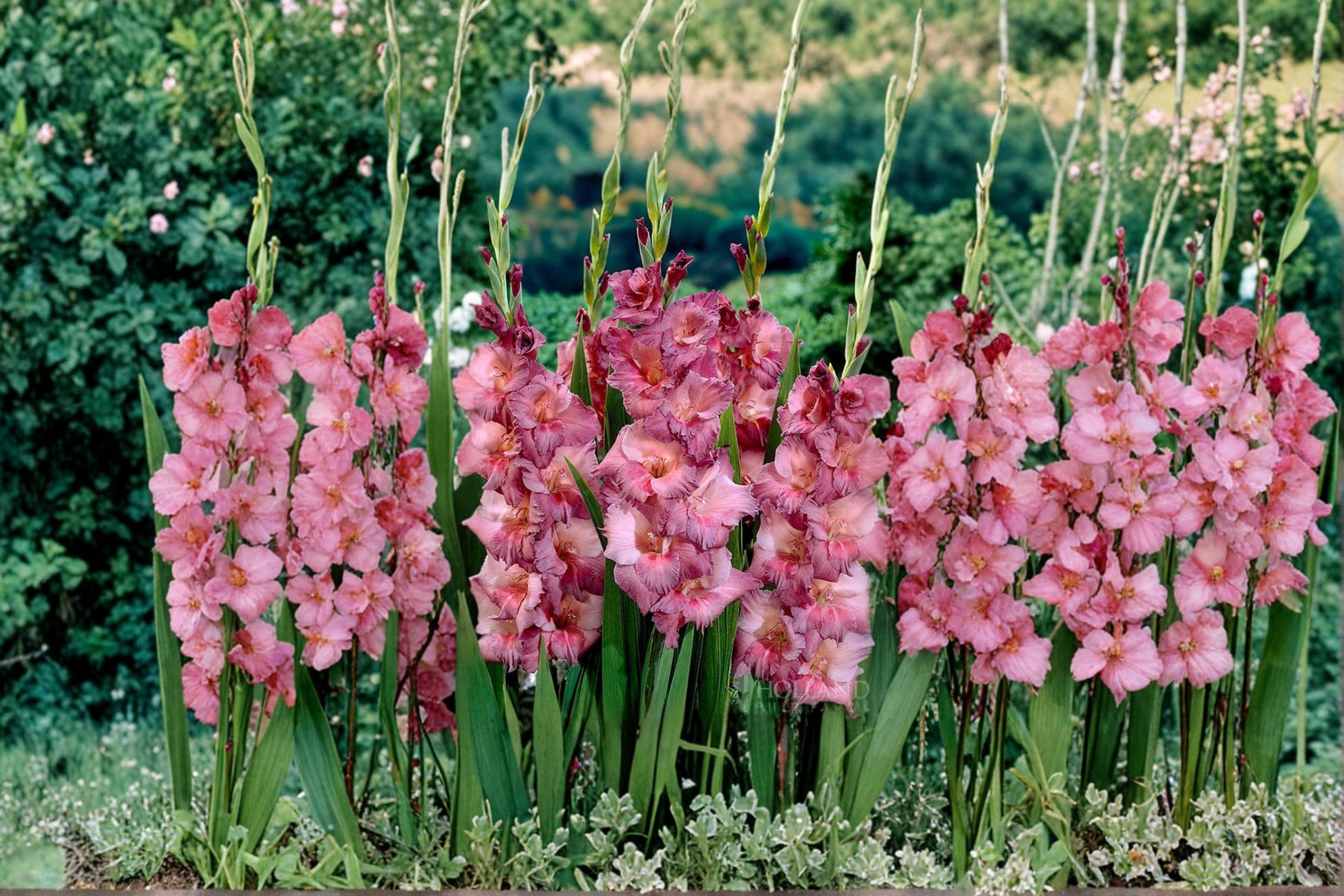 Gladiolus Bulbs 6 Pack – Flowering Garden Bulbs for Borders & Beds – Gladiolus spp.