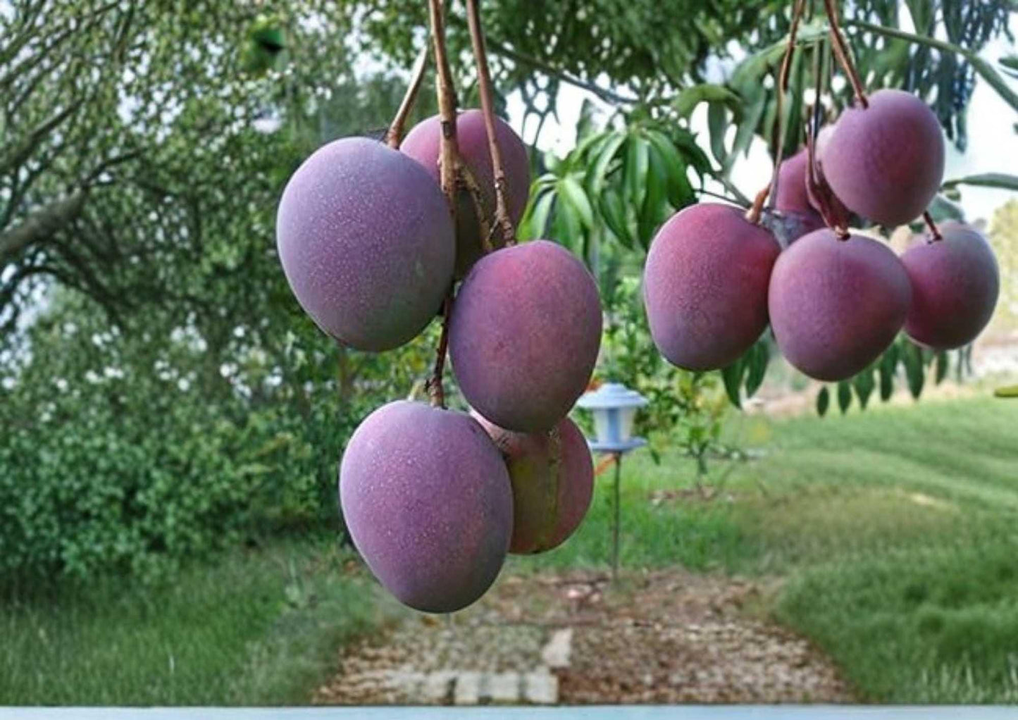 Haden Mango Live Fruit Tree – 12-24 Inches Tall – Mangifera indica – Tropical Edible Backyard Orchard Plant