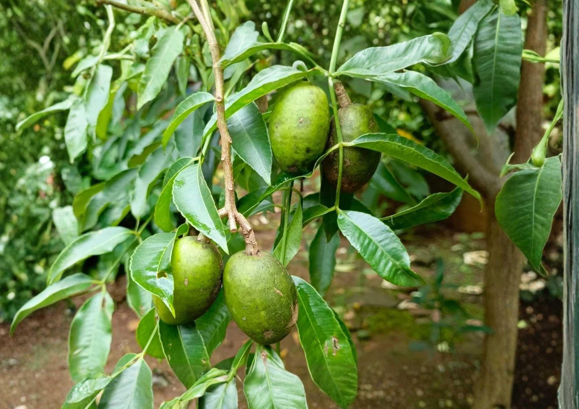 June Plum Live Fruit Tree – 2–3 Feet Tall – Spondias dulcis – Tropical Edible Landscape Plant