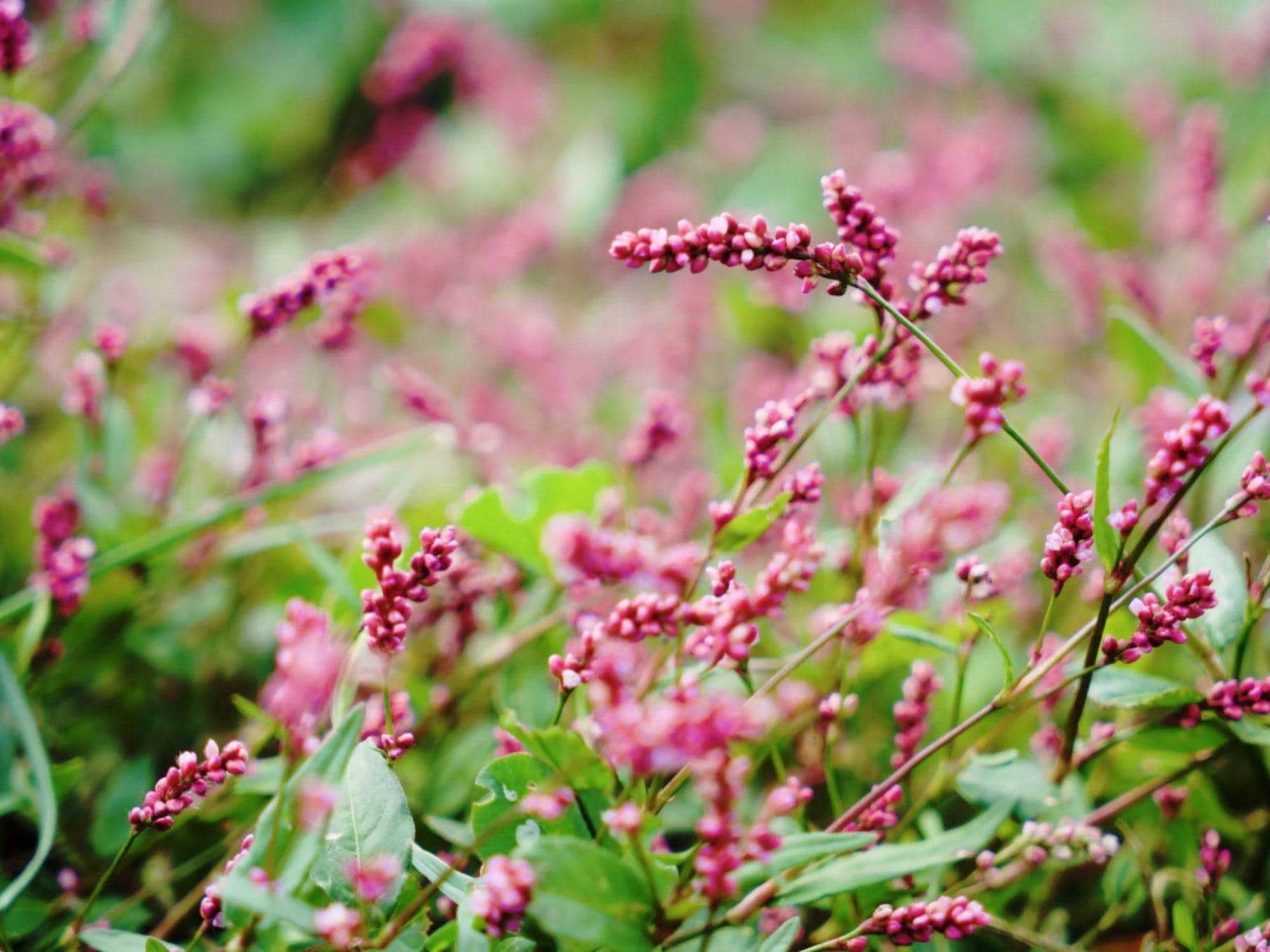 Pinkweed Seeds - Persicaria pensylvanica Native Wildflower for Pollinator Gardens & Naturalized Plantings