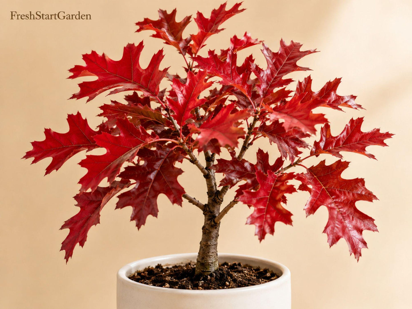 Scarlet Oak Tree Seedlings 12-18 Inch Live Plants Quercus coccinea Deciduous Shade Tree