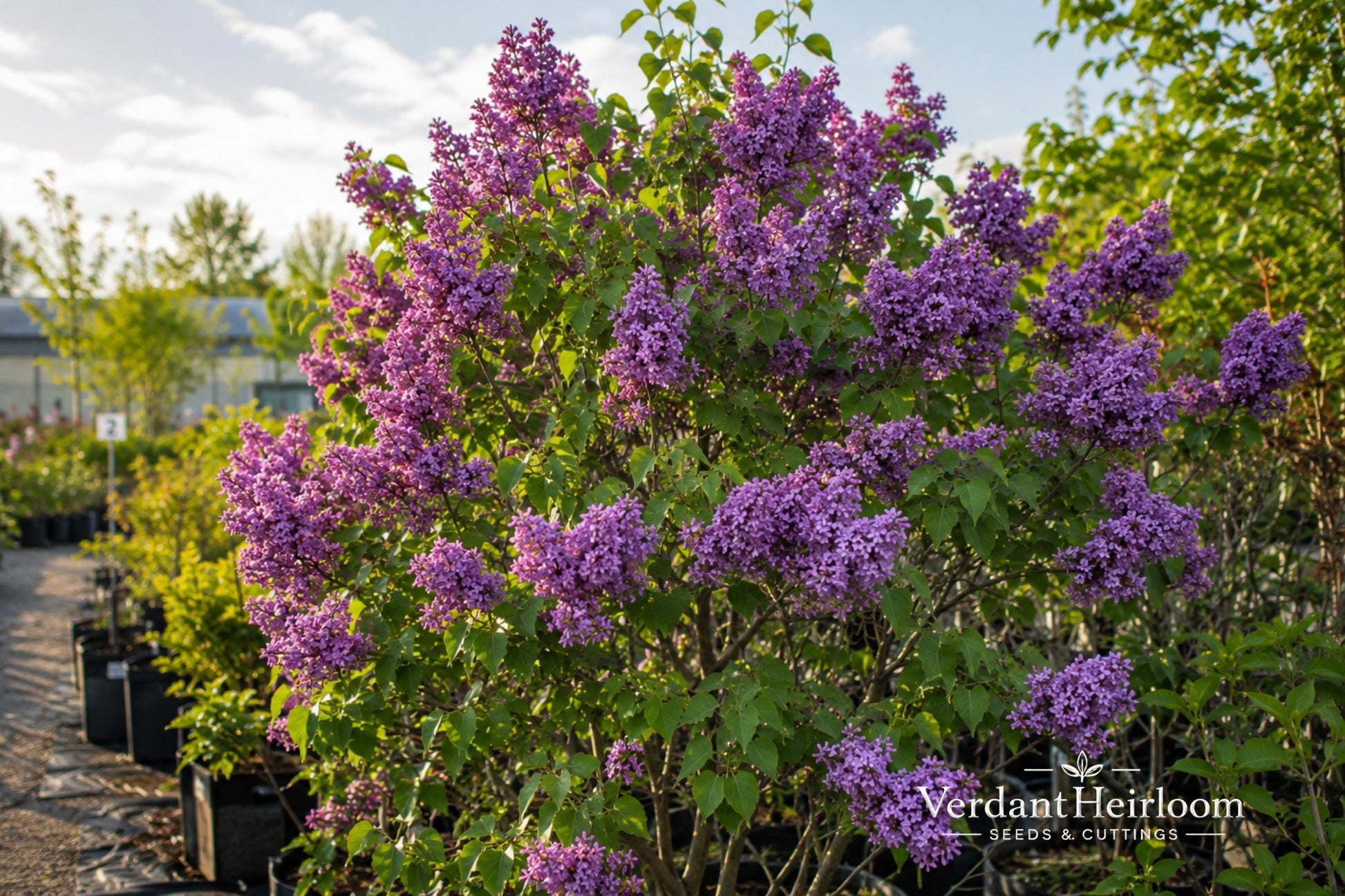 Old Fashion Purple Lilac Bare Root Plant – Syringa vulgaris, Fragrant Purple Spring Blooms, Deciduous Shrub