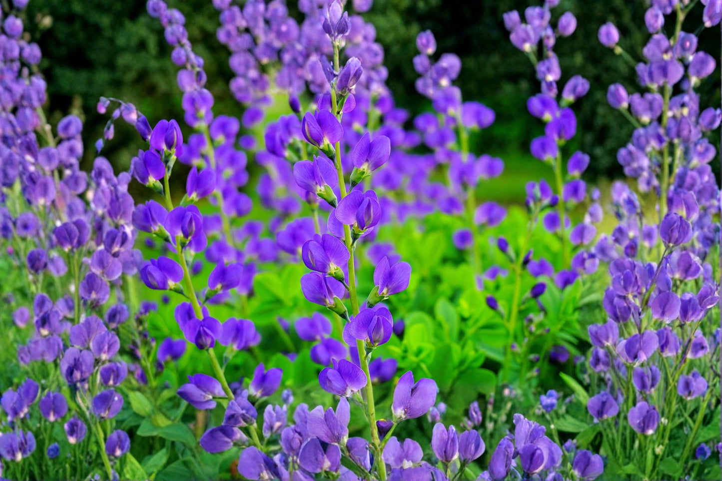 Blue Planet Flossflower Seeds – Ageratum houstonianum, 500 Pack, Blue Flowers, Annual Garden Seeds for Borders & Containers