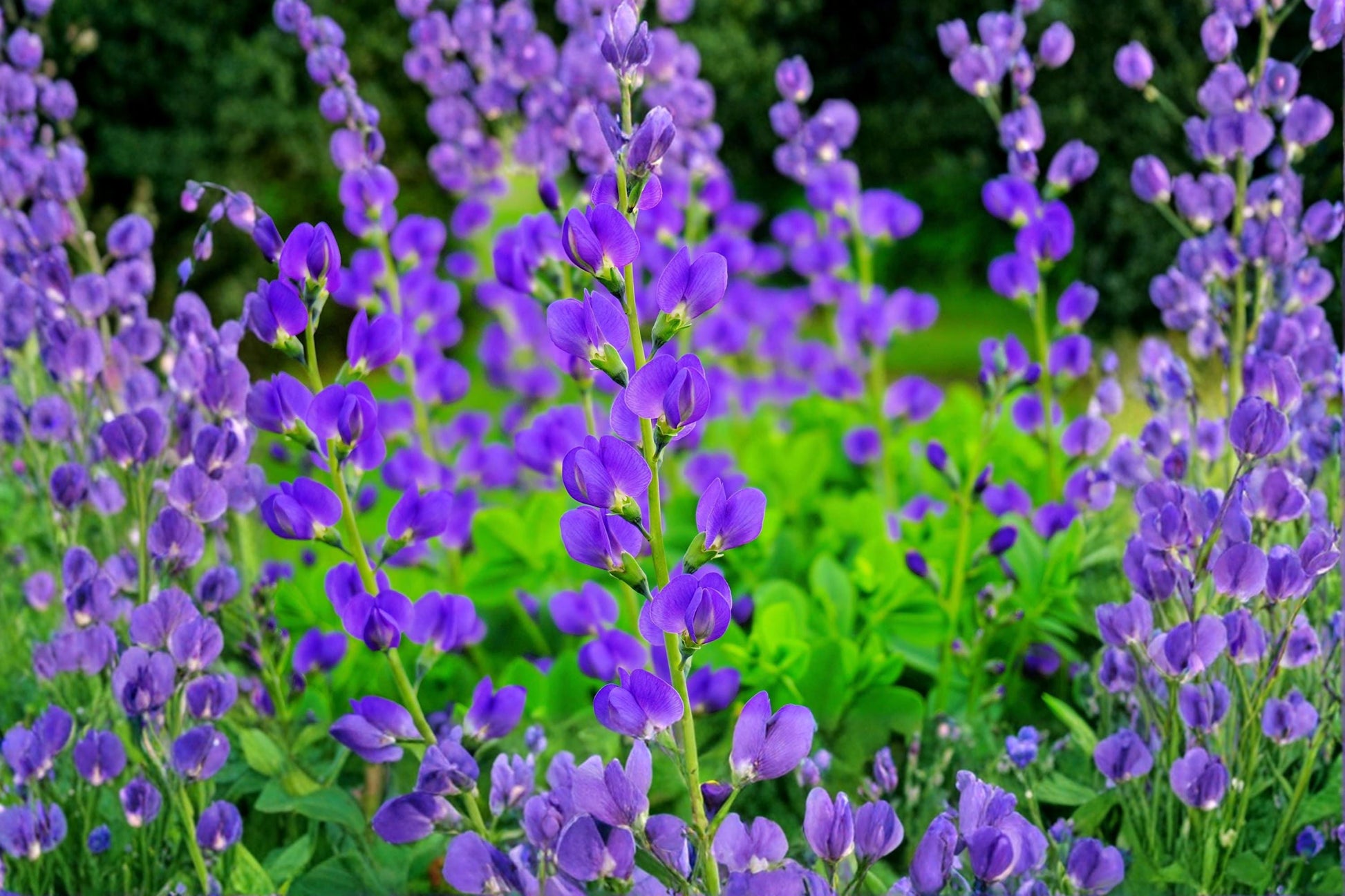 Blue Planet Flossflower Seeds – Ageratum houstonianum, 500 Pack, Blue Flowers, Annual Garden Seeds for Borders & Containers