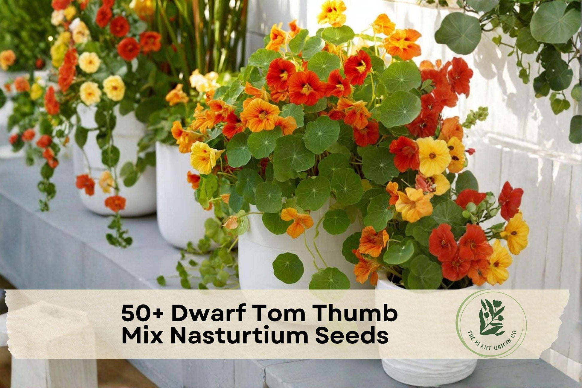Dwarf Nasturtium Seeds - Tom Thumb Mix, Compact Annual Flower, Tropaeolum majus, Vibrant Colors for Containers & Borders