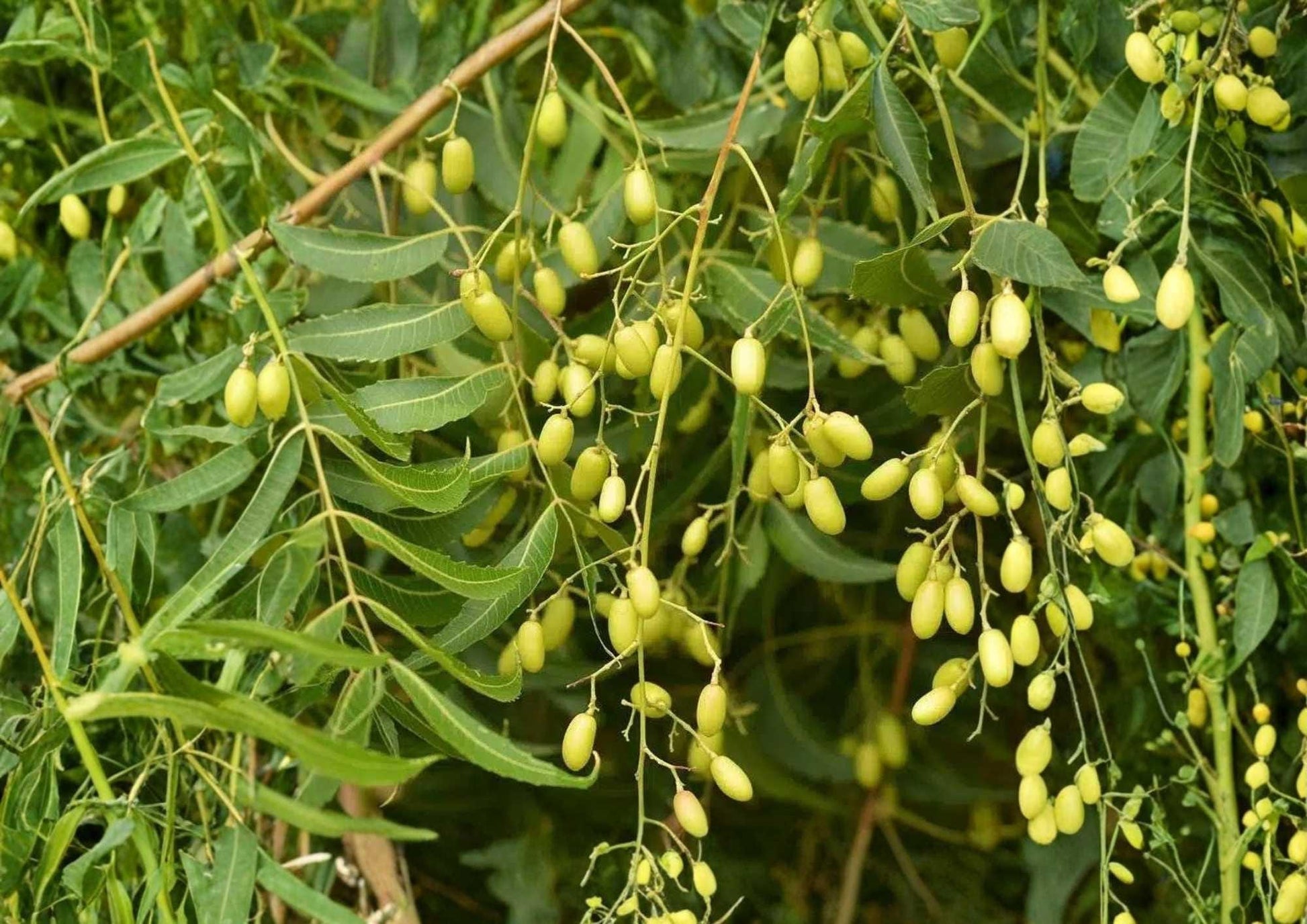 Neem Live Tree – 1-2 Feet Tall Azadirachta indica Tropical Evergreen Plant for Gardens and Landscaping
