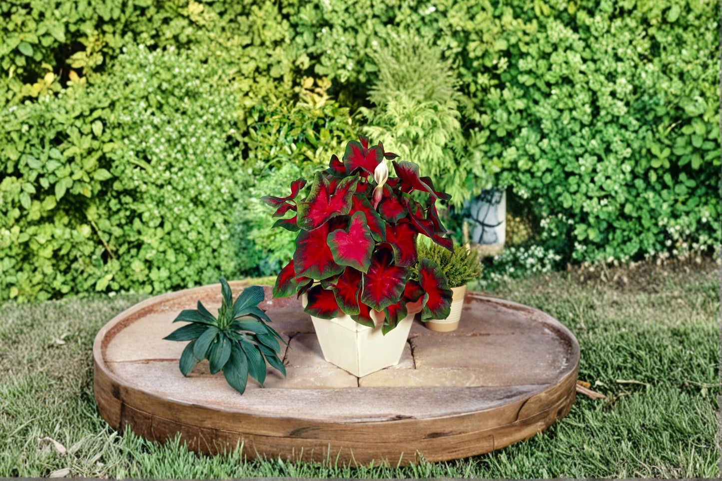 Florida Cardinal Caladium Bulbs – Caladium bicolor, Colorful Foliage Plant for Shade Gardens & Containers, Pack of 2