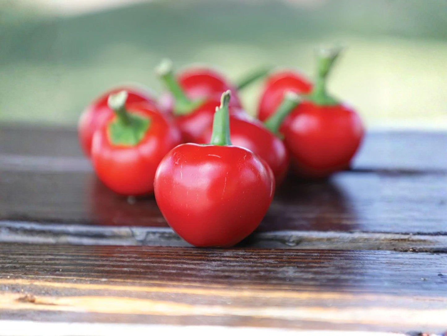 Large Red Cherry Hot Pepper Seeds – Heirloom, Non-GMO, Capsicum annuum, Cherry-sized, Spicy vegetable seeds (25)