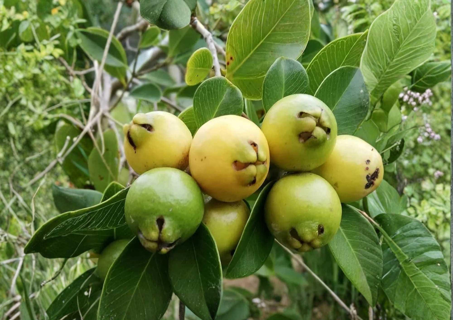 Yellow Strawberry Guava Live Fruit Tree – Psidium littorale var. lucidum – Edible Tropical Fruit Tree, 1–2 Feet Tall