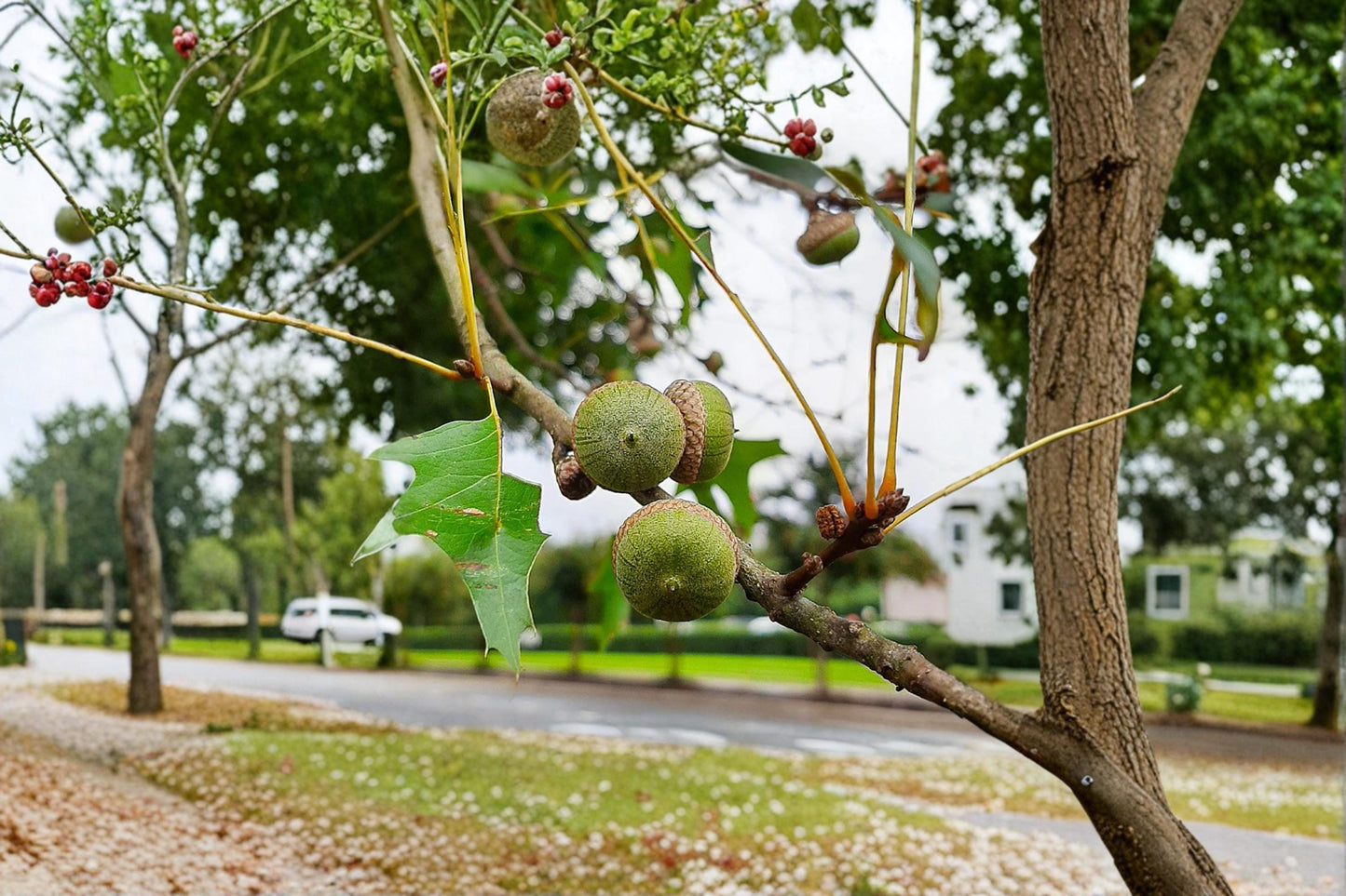 Pin Oak Seeds – Quercus palustris – Deciduous Landscape Tree for Garden and Outdoors