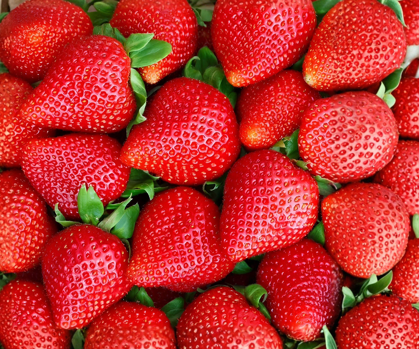12 Albion Everbearing Strawberry Bare Root Plants – High-Yield Day-Neutral Fragaria × ananassa