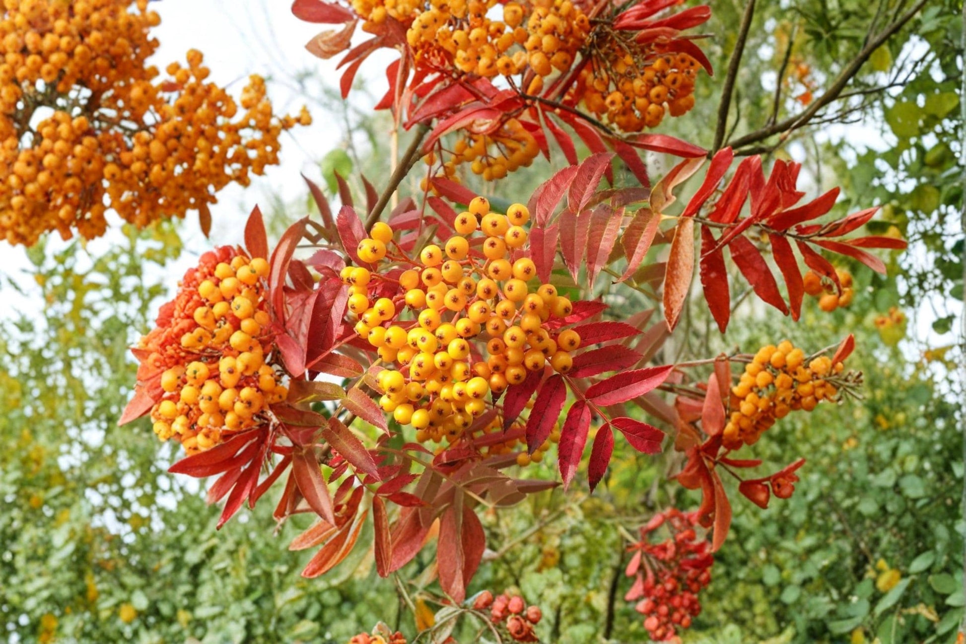 Mountain Ash Seeds – Sorbus aucuparia – Deciduous Tree with White Flowers & Red Berries – 50 Seeds