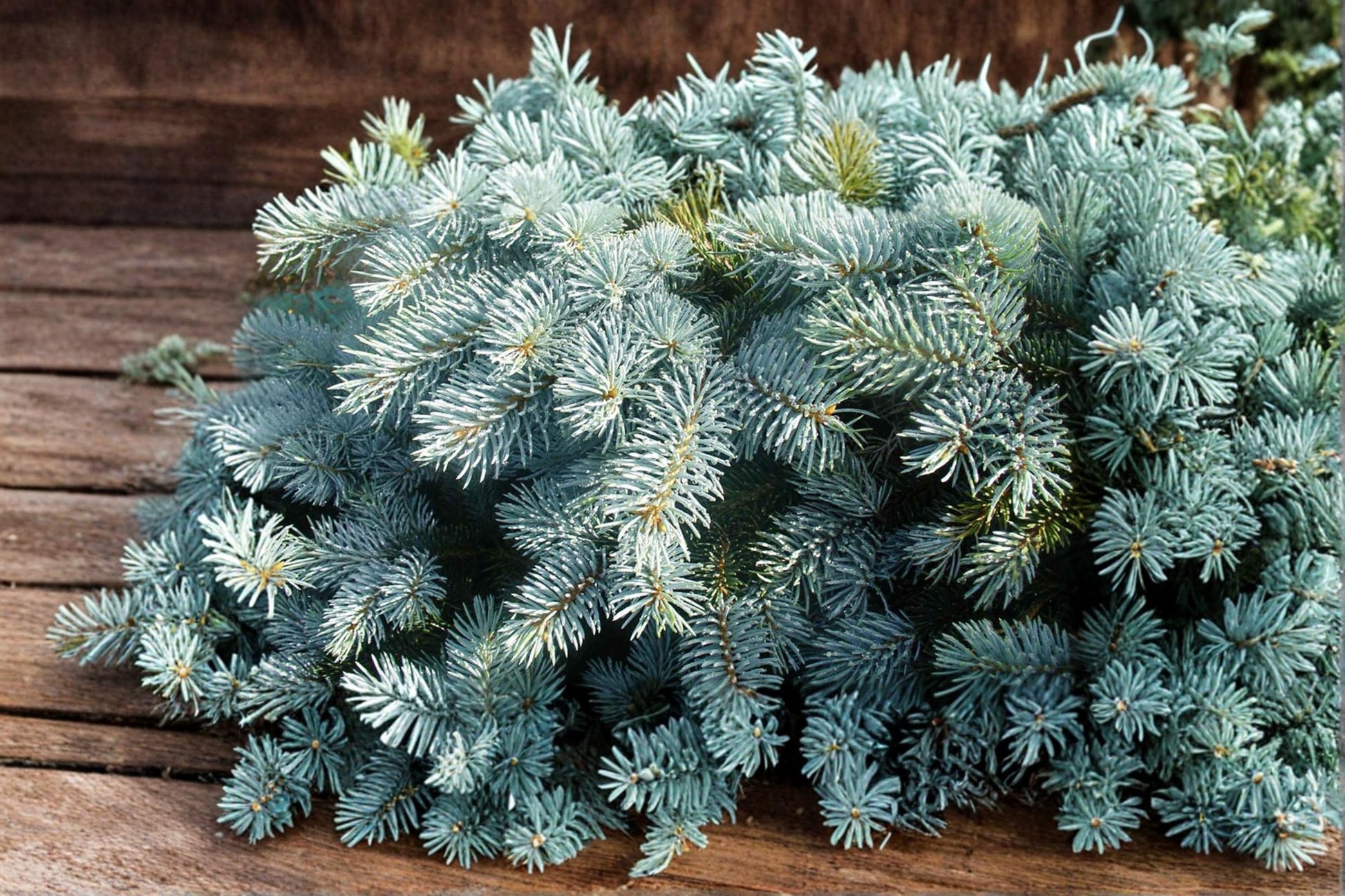 Blue Spruce Seeds – Picea pungens, Evergreen Conifer Tree for Landscaping & Garden Planting