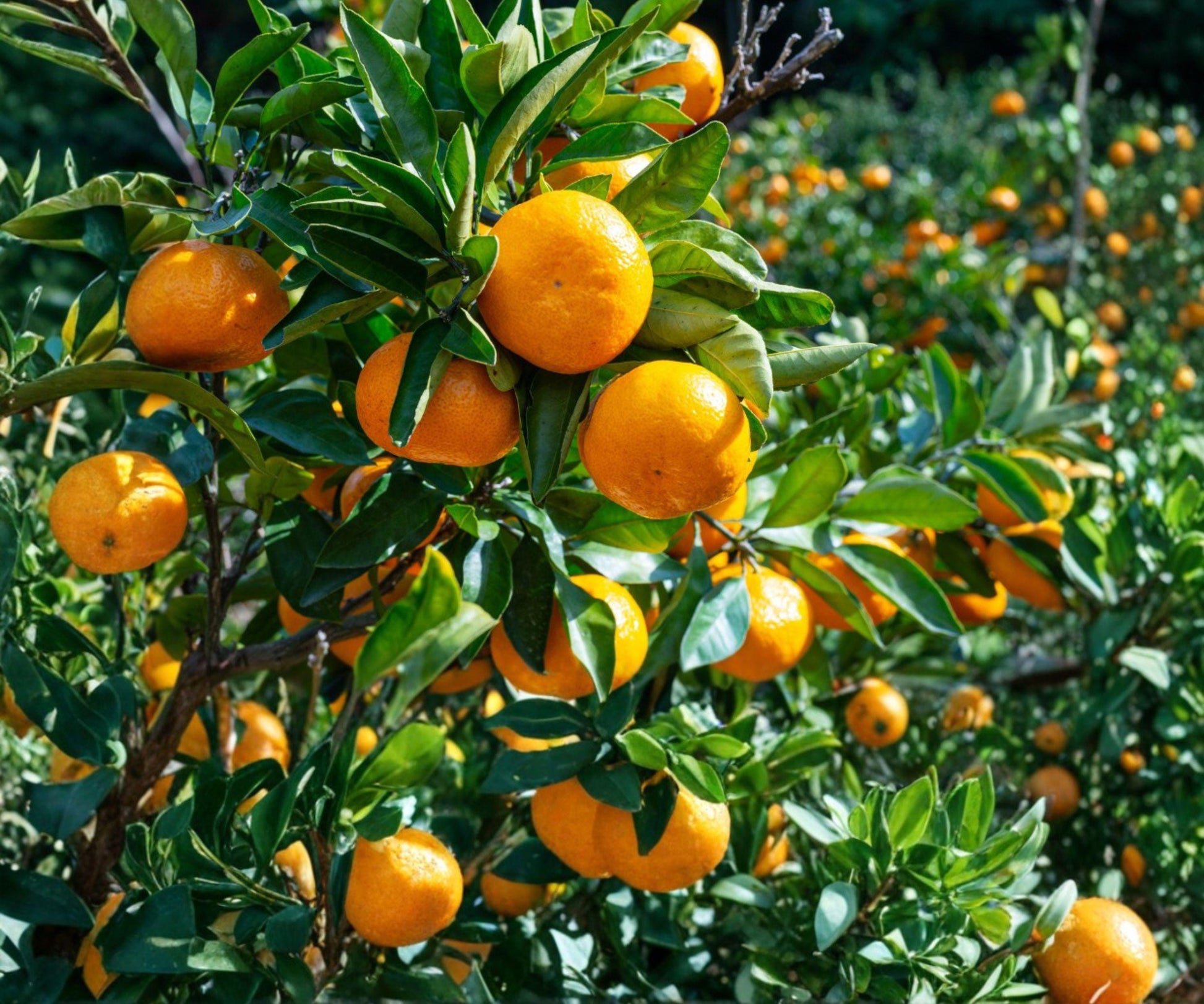 Live Satsuma Mandarin Seedling – Cold Hardy Citrus Tree, Juicy, Easy-Peel, Bare Root, USDA Zones 8-11