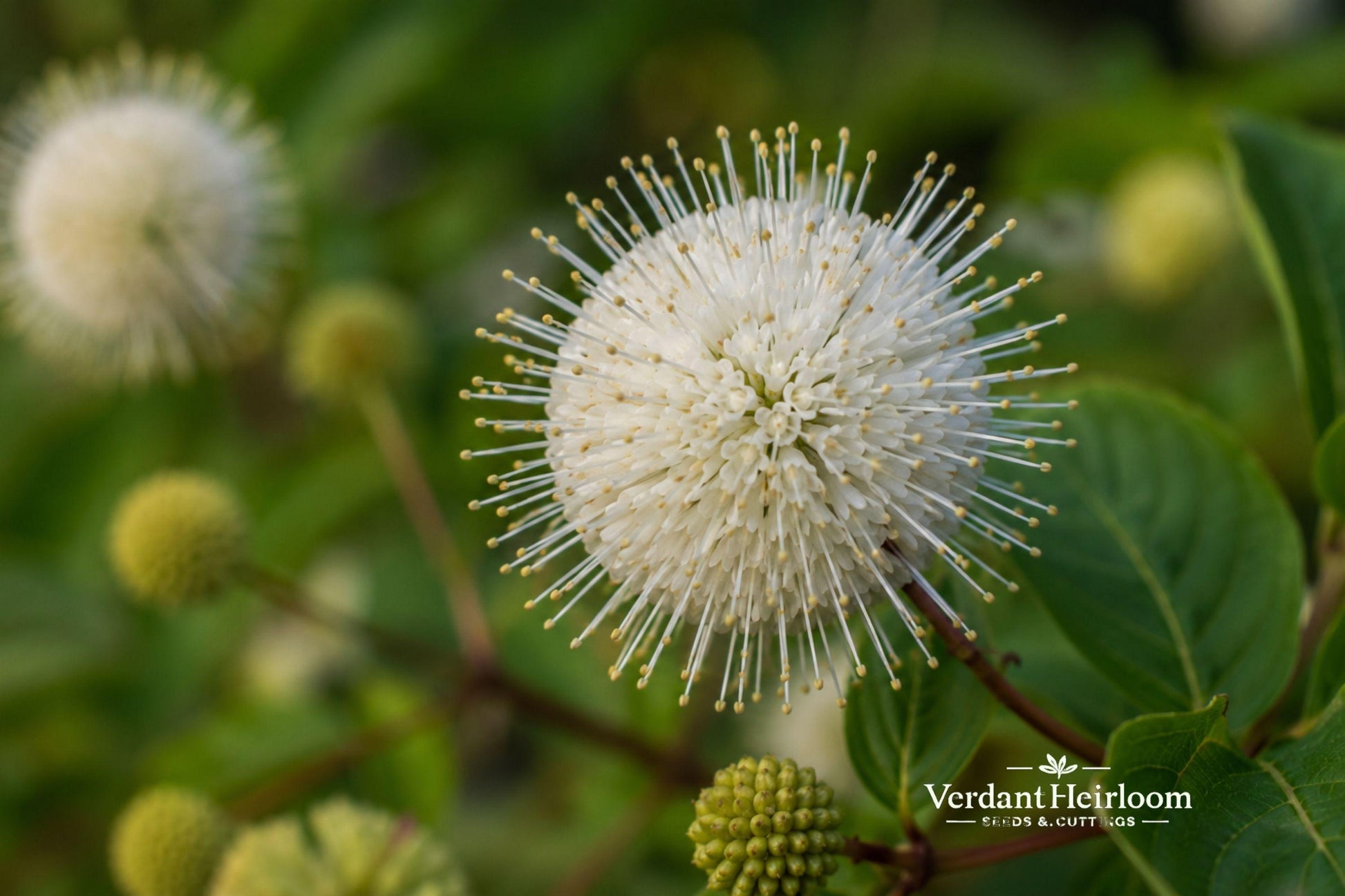 Buttonbush Bare Root Shrub 12–24 in, Native Cephalanthus occidentalis for Wet Gardens & Rain Gardens