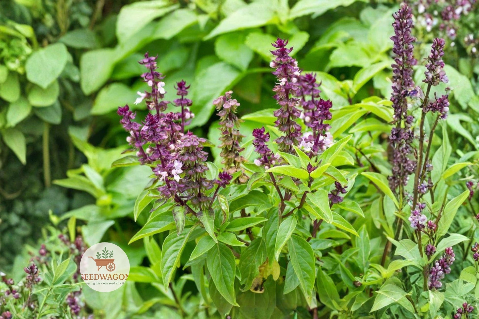 Licorice Basil Seeds, Herb Garden Seeds, Aromatic Herb Seeds, Non-GMO Basil Seeds, Culinary Herb Seeds, Pollinator Friendly Seeds, Container Gardening Seeds, Purple Stem Basil, Anise Flavor Seeds, Edible Herb Seeds, Spring Summer Herb, Fragrant Basil Seeds, Ornamental Herb Seeds