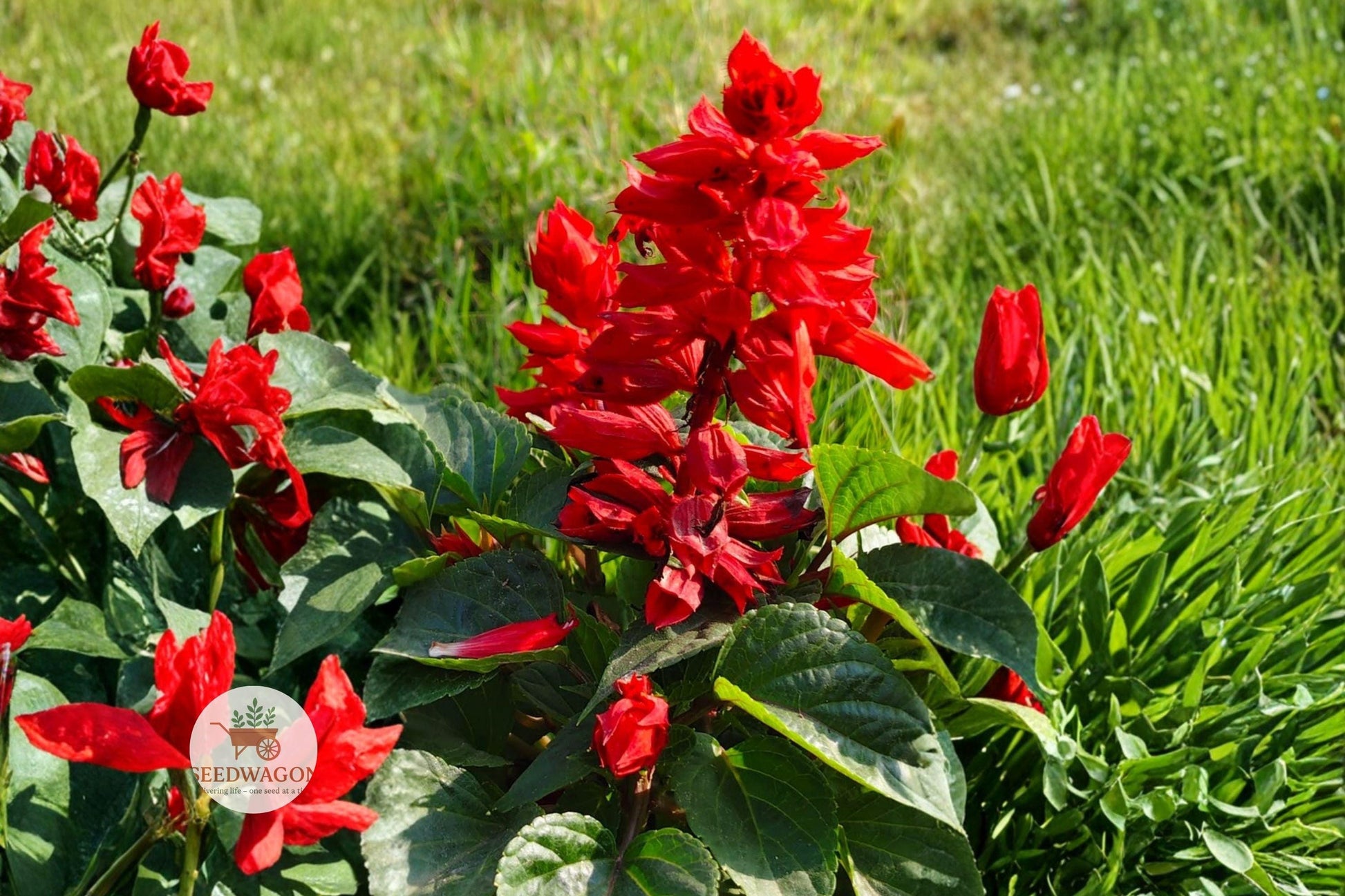 scarlet sage seeds, salvia coccinea flowers, butterfly garden seeds, hummingbird attractant, wildflower seeds, heirloom flower seeds, drought tolerant plants, container garden seeds, summer blooming flowers, pollinator friendly seeds, cottage garden plants, vibrant red flowers, annual flowering seeds