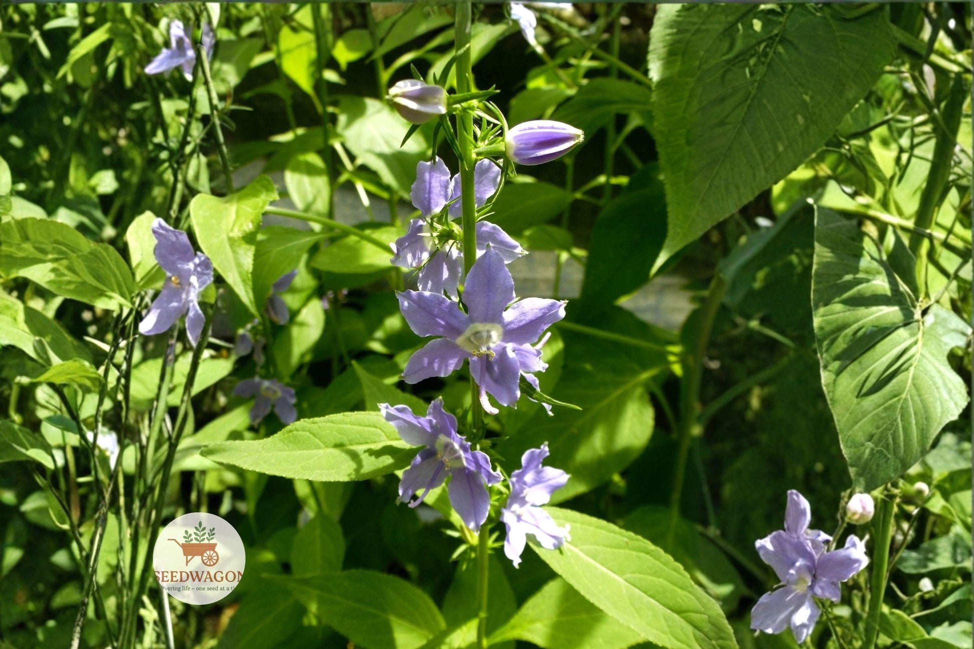 native wildflower seeds, tall bellflower plant, blue violet flower seeds, pollinator garden plants, cottage garden flowers, woodland border plants, wildflower meadow seeds, native North American flowers, tall flowering stems, summer bloom wildflowers, bee butterfly attractor, naturalized landscape plants, heirloom flower seeds