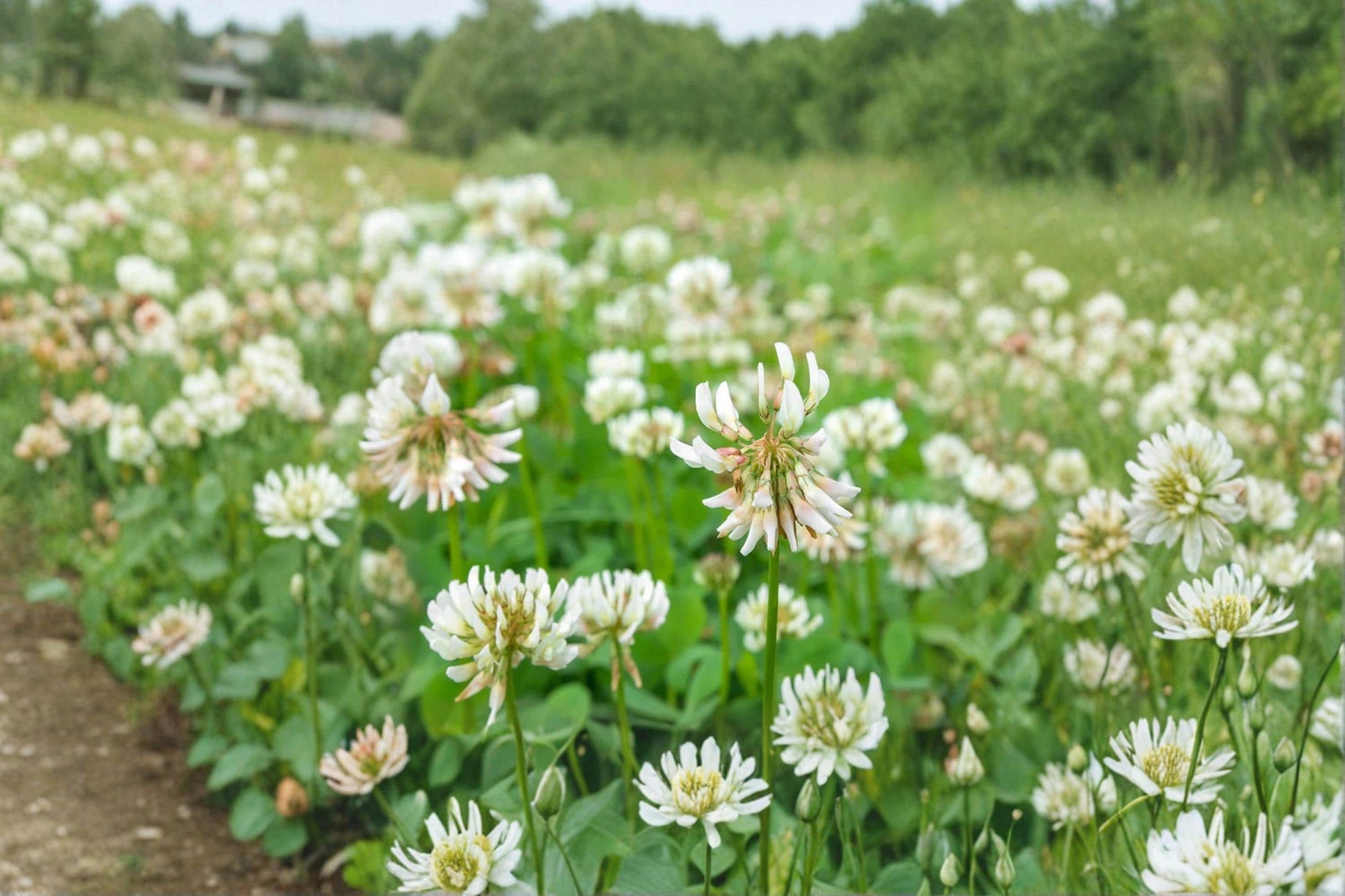 Dutch White Clover Seeds – Trifolium repens for Ground Cover, Lawn, Erosion Control, Perennial Planting
