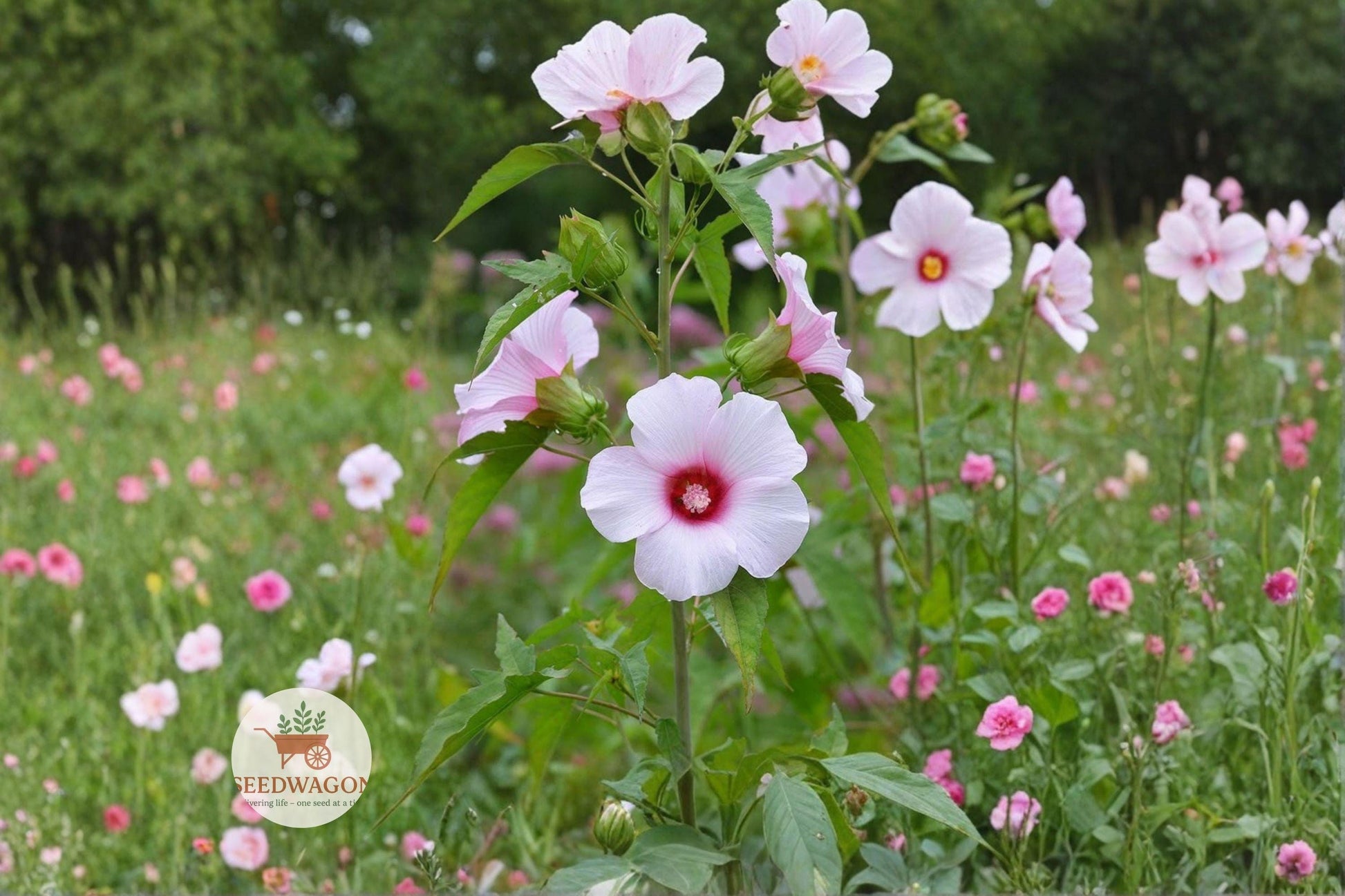 native hibiscus seeds, pollinator garden plants, perennial flower seeds, rain garden plants, native wildflower seeds, tall flowering plants, butterfly attracting seeds, pond edge plants, pink hibiscus seeds, moisture-loving plants, cottage garden flowers, native perennial seeds, summer bloom flowers