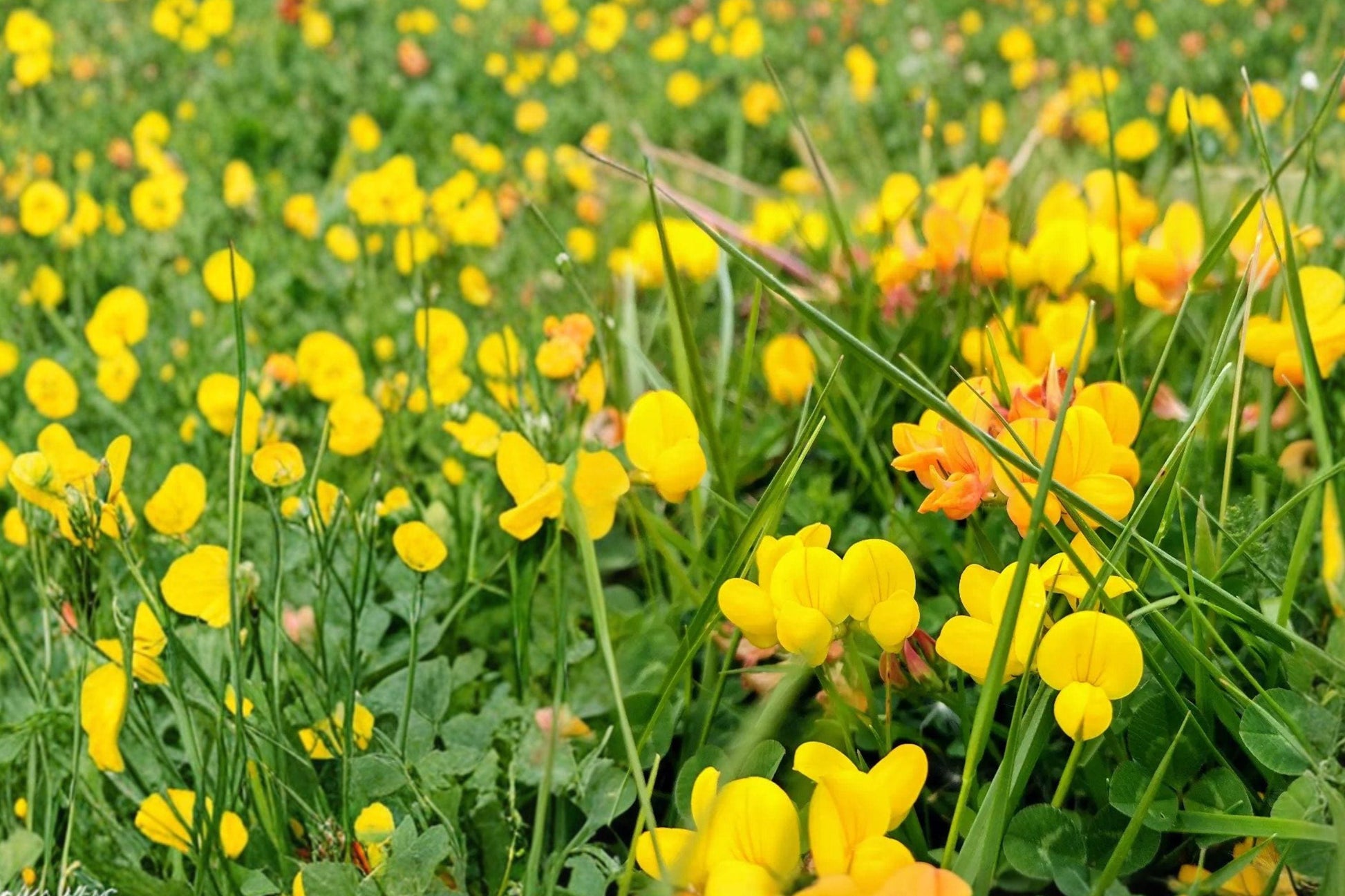 Bird's Foot Trefoil Seeds 2500 – Lotus corniculatus Perennial Wildflower Yellow Blooms Pollinator Garden