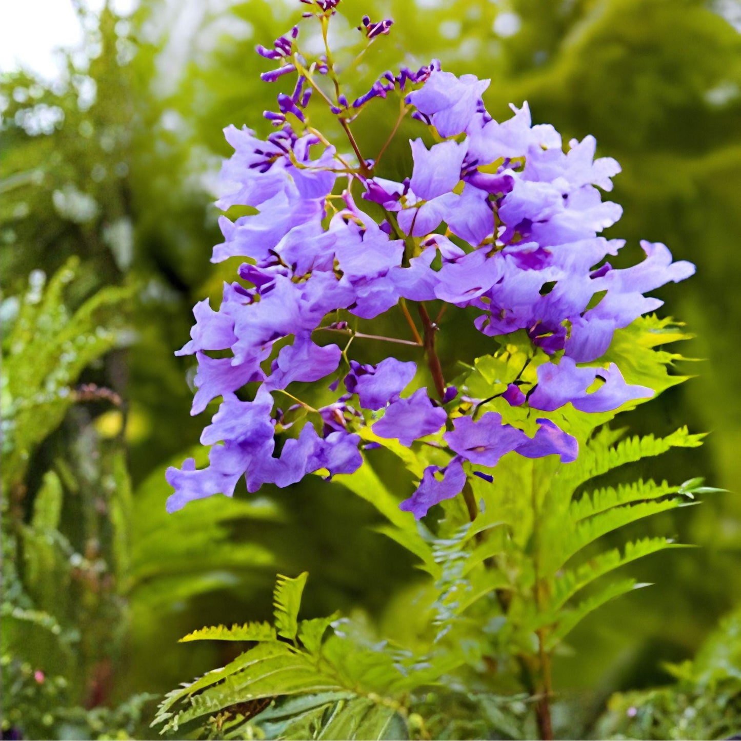 Jacaranda Tree Cuttings | Unrooted Live Propagation | Purple Blue Flowers | Jacaranda mimosifolia