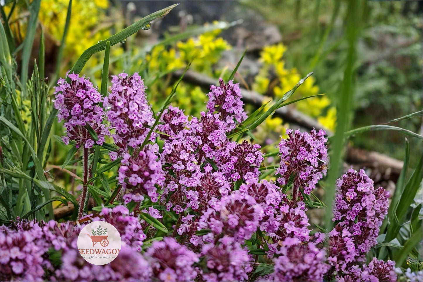 wild thyme seeds, lemon thyme herb, perennial herb seeds, groundcover plant, pollinator-friendly flowers, aromatic herb seeds, herb garden seeds, rock garden plants, container herb seeds, cottage garden plants, fragrant foliage seeds, low-maintenance herbs, bee-friendly flowers