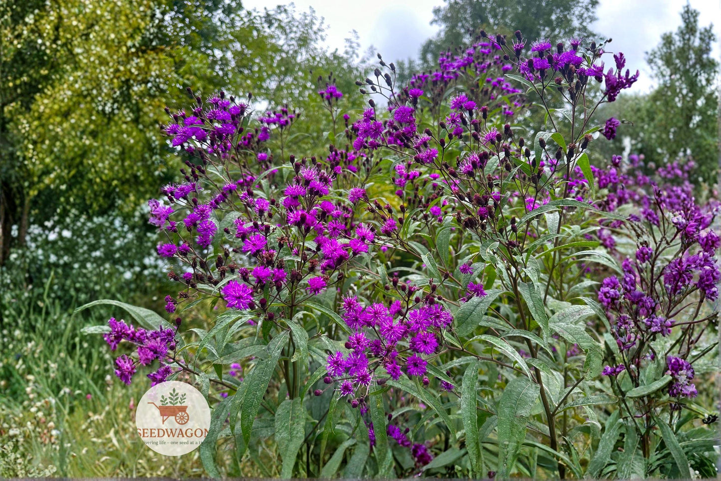 New York Ironweed Seeds, Native Wildflower Seeds, Purple Flower Seeds, Pollinator Garden Seeds, Perennial Flower Seeds, Meadow Plant Seeds, Rain Garden Seeds, Wildlife Habitat Seeds, Tall Flower Seeds, Native Prairie Seeds, Fall Bloom Seeds, Butterfly Attracting Seeds, Moist Soil Plants