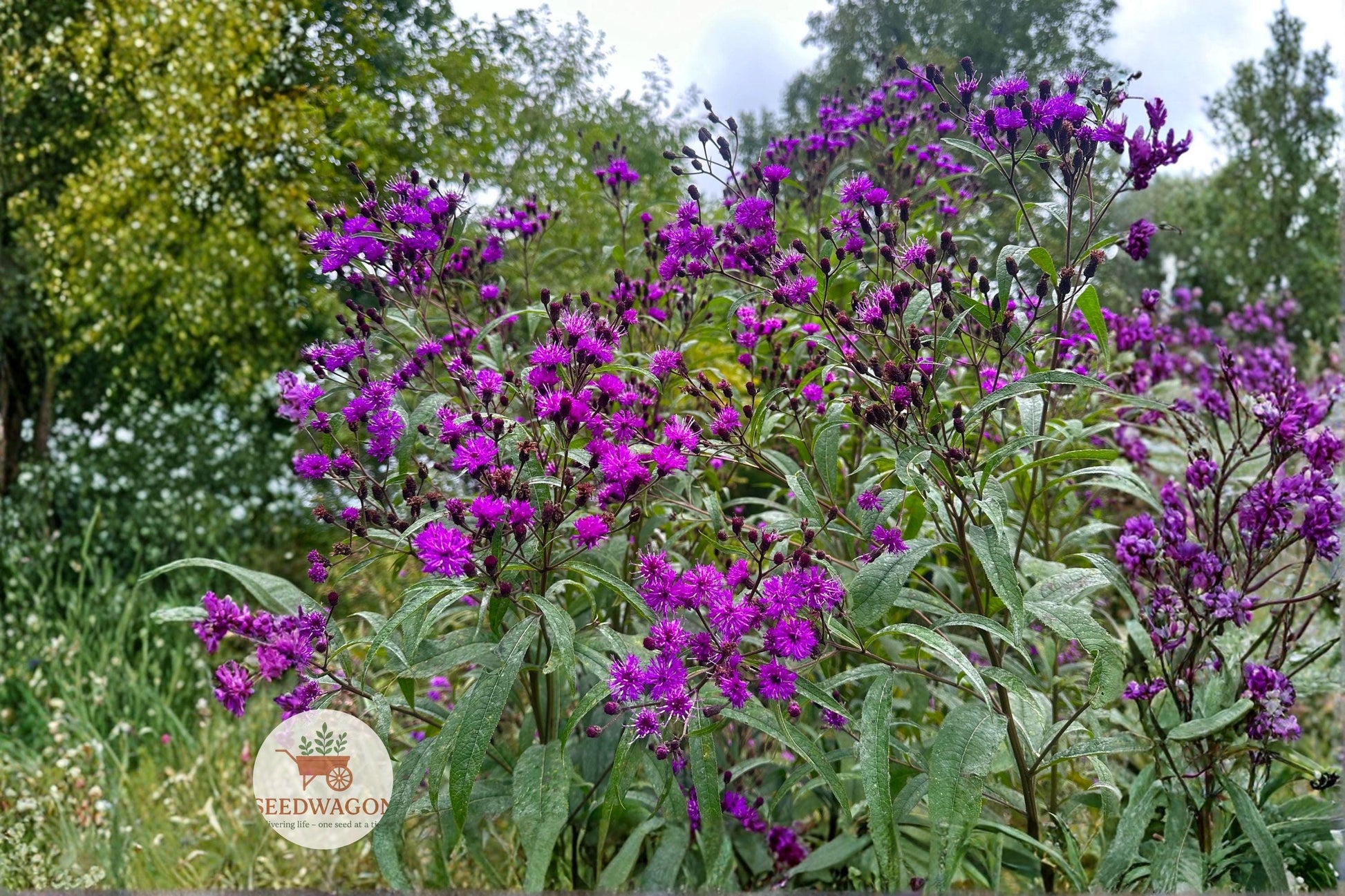 New York Ironweed Seeds, Native Wildflower Seeds, Purple Flower Seeds, Pollinator Garden Seeds, Perennial Flower Seeds, Meadow Plant Seeds, Rain Garden Seeds, Wildlife Habitat Seeds, Tall Flower Seeds, Native Prairie Seeds, Fall Bloom Seeds, Butterfly Attracting Seeds, Moist Soil Plants