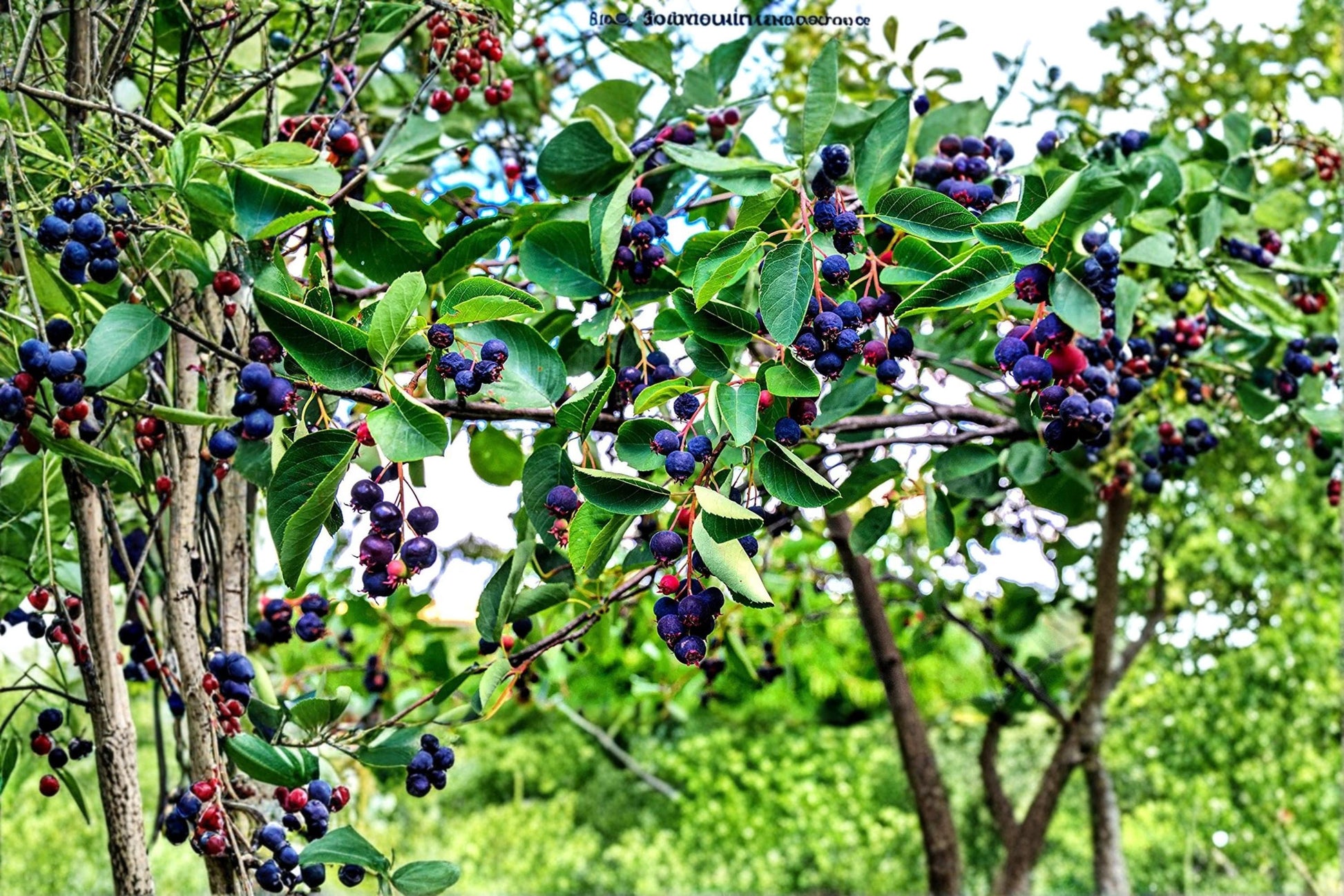 Juneberry Seeds – Amelanchier lamarckii Flowering Shrub with White Blossoms and Ornamental Berries