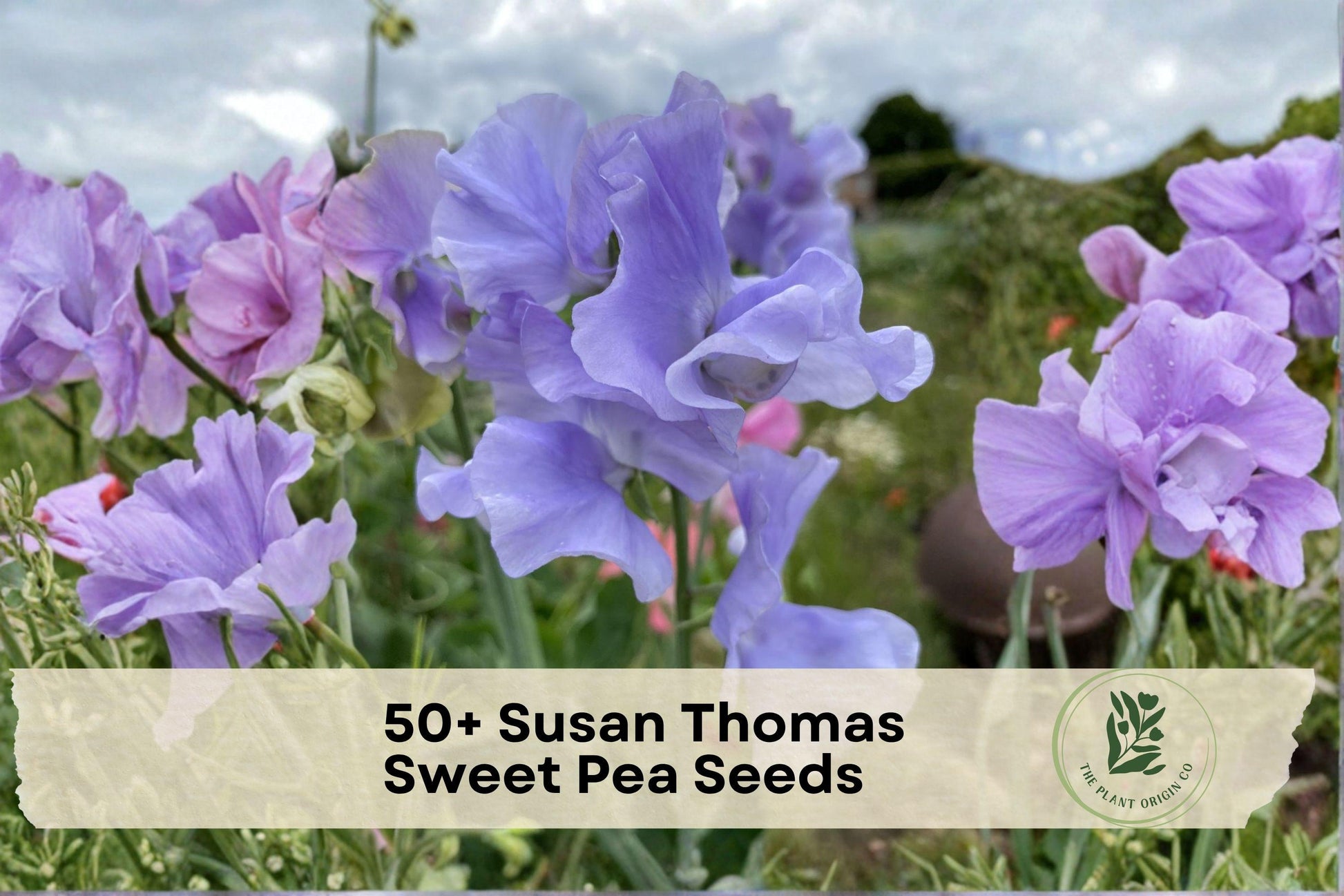 Susan Thomas Sweet Pea Seeds, Climbing Flowering Vine, Fragrant Pastel Blooms, Lathyrus odoratus, Garden, Trellis, Container