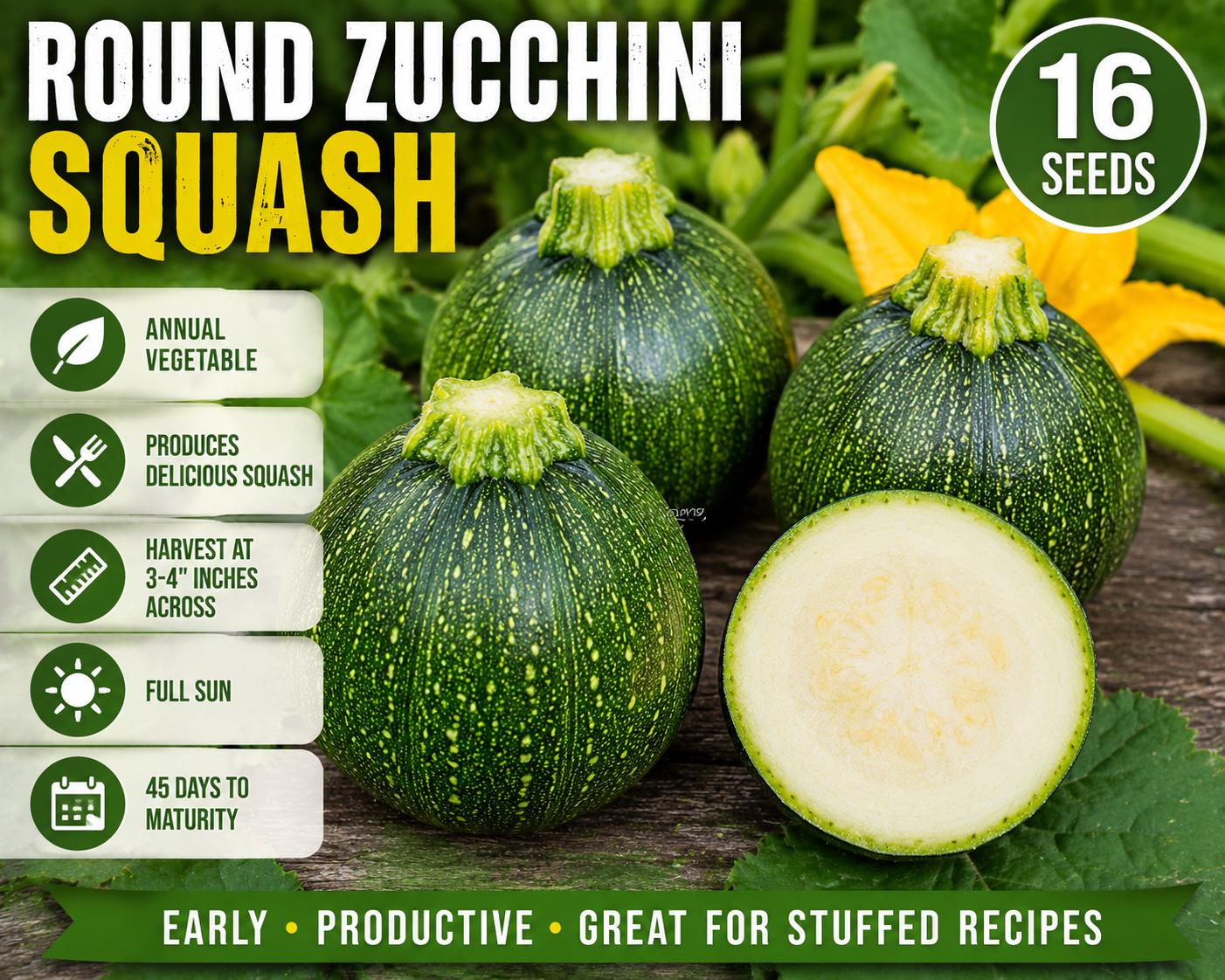 Round Zucchini Squash Seeds – Cucurbita pepo, 16 Pack, Summer Vegetable for Fresh Cooking & Stuffing