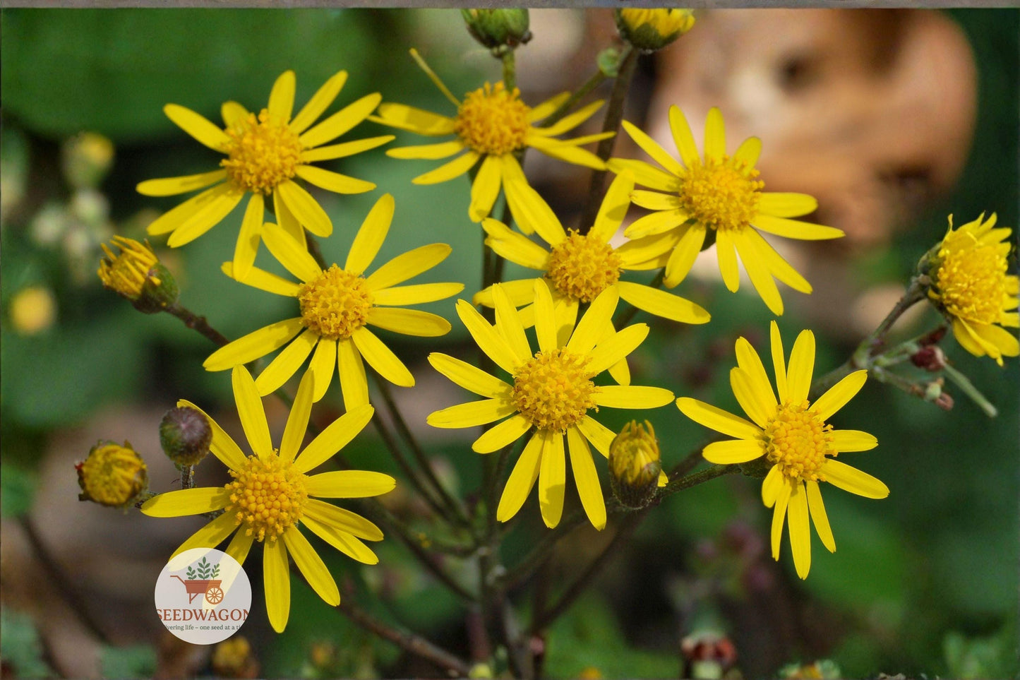 wildflower seeds, native plant seeds, pollinator garden seeds, shade garden seeds, perennial flower seeds, wildflower groundcover, spring bloom seeds, rain garden seeds, yellow flower seeds, woodland garden seeds, native wildflower pack, bee butterfly attractor, moist soil plants
