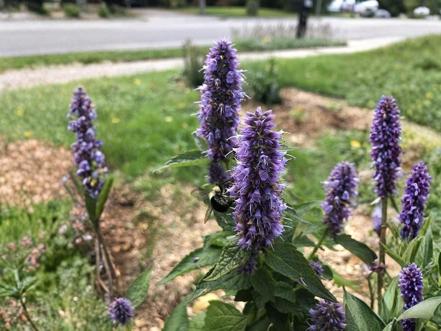 Anise Hyssop Seeds for Planting | Agastache foeniculum | Aromatic Cottage Garden & Pollinator Plant