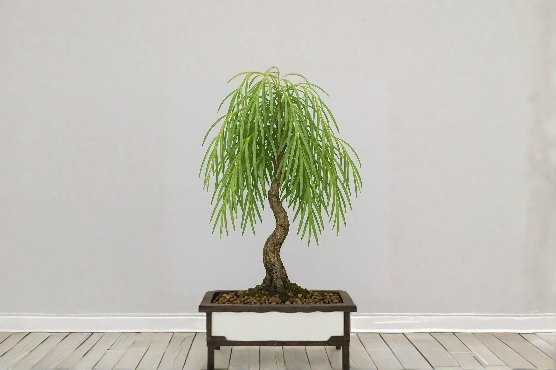 Dwarf Australian Weeping Willow Bonsai Cutting – Salix sp. Live Propagation Starter for Bonsai and Indoor Gardening