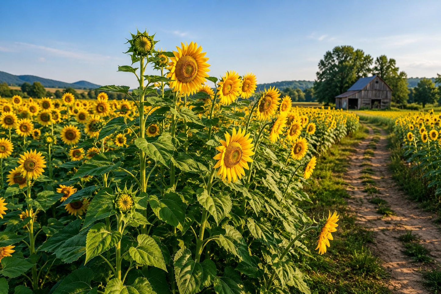 Giant Mammoth Russian Sunflower Seeds - Heirloom Helianthus annuus for Tall, Bright Yellow Flowers & Pollinator Attraction