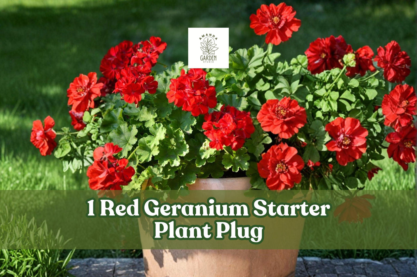 Red Geranium Starter Plant Plug | Pelargonium × hortorum | Flowering Red Zonal Geranium for Containers & Gardens