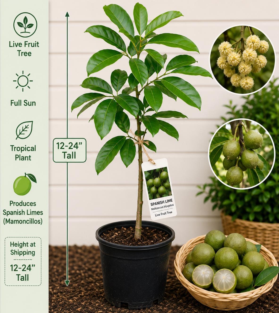 Spanish Lime Live Fruit Tree – Melicoccus bijugatus – Tropical Edible Tree, 12–24 Inches Tall