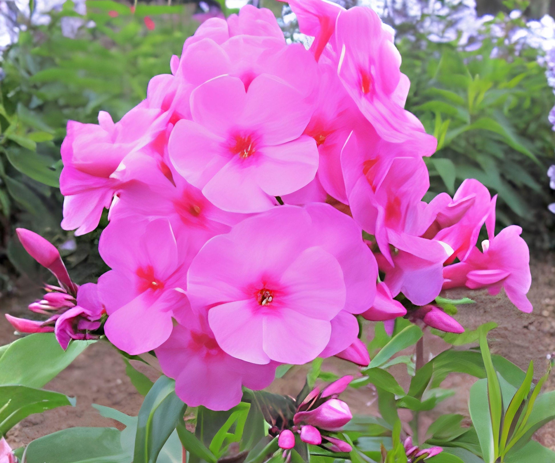 Phlox Eva Cullum Bare Root Plant – Fragrant Pink Perennial for Borders, Pollinator Attracting, Hardy Zone 4-8