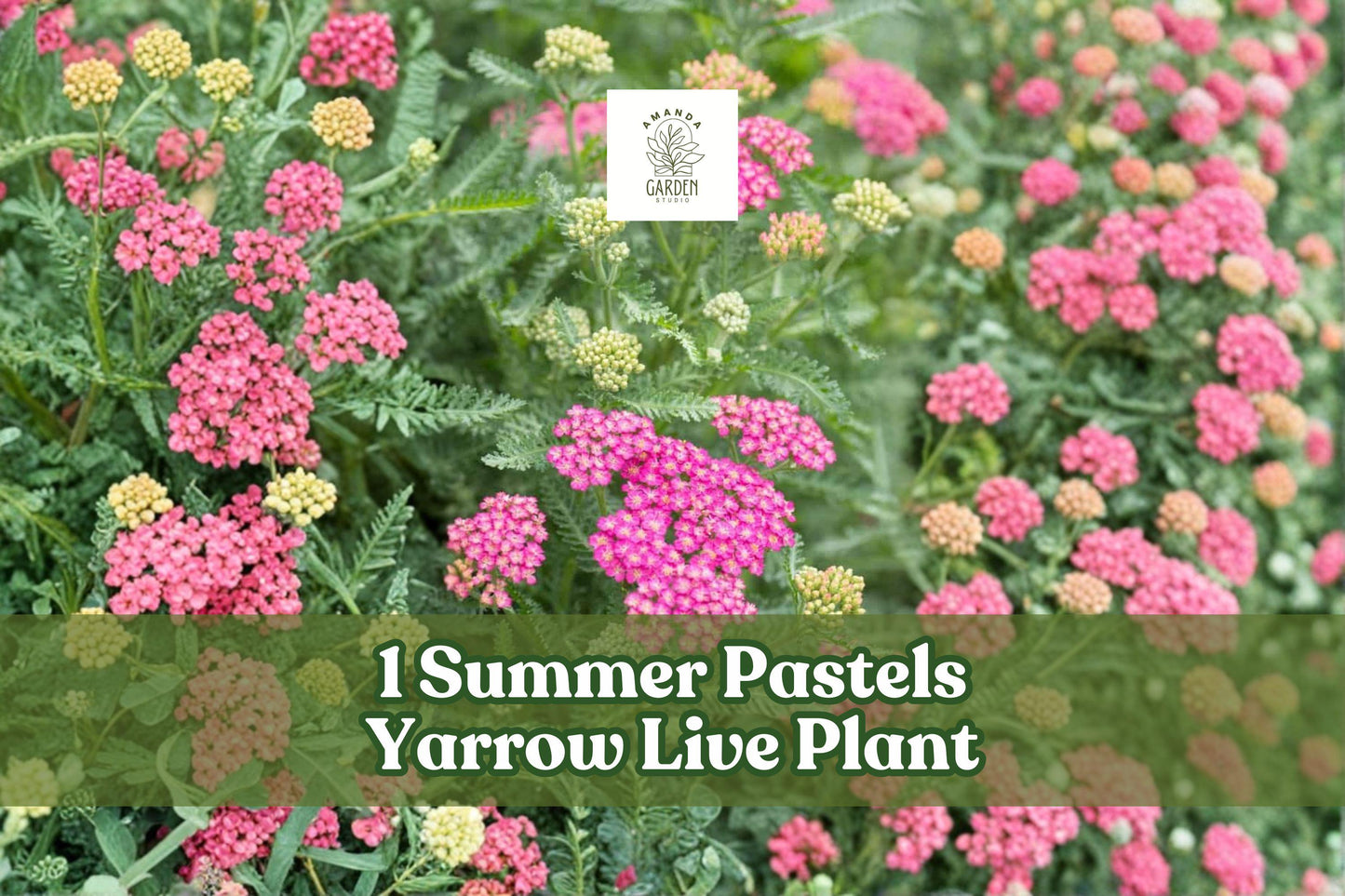 Summer Pastels Yarrow Live Plant – Achillea Millefolium Perennial Flower, Pollinator-Friendly, Drought Tolerant, Cut Flower, Starter Plant
